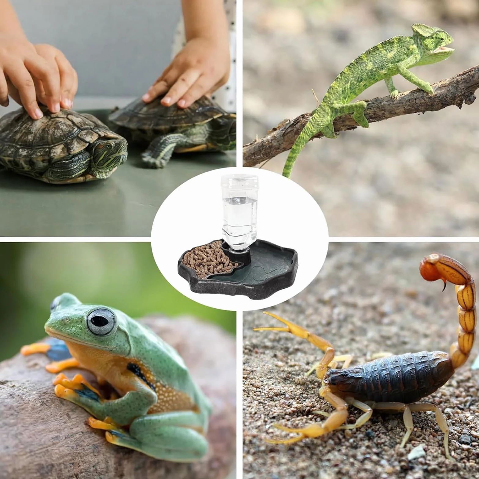 Bol à Eau pour Reptile 2 en 1 Mangeoire Gamelle Tortue pour Tortues, Hamsters, Lézards