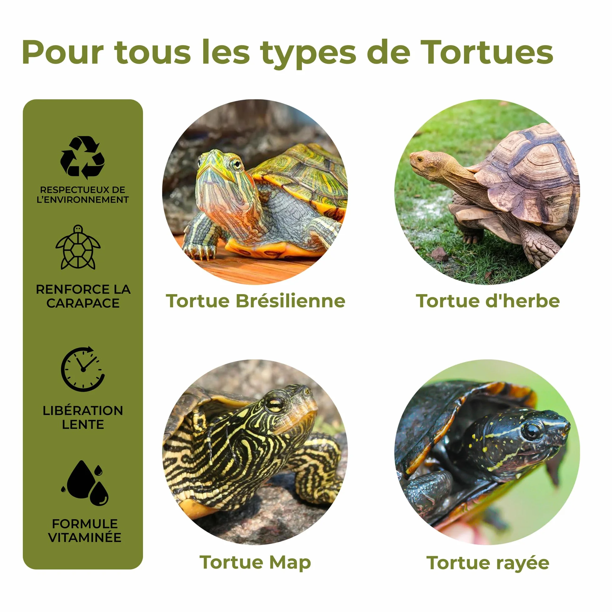 AF Os de Seiche Tortue Alternatif, Pack 8 Pièces Calcium Tortue Terrestre et Aquatique, Bloc Minéral Libération Lente