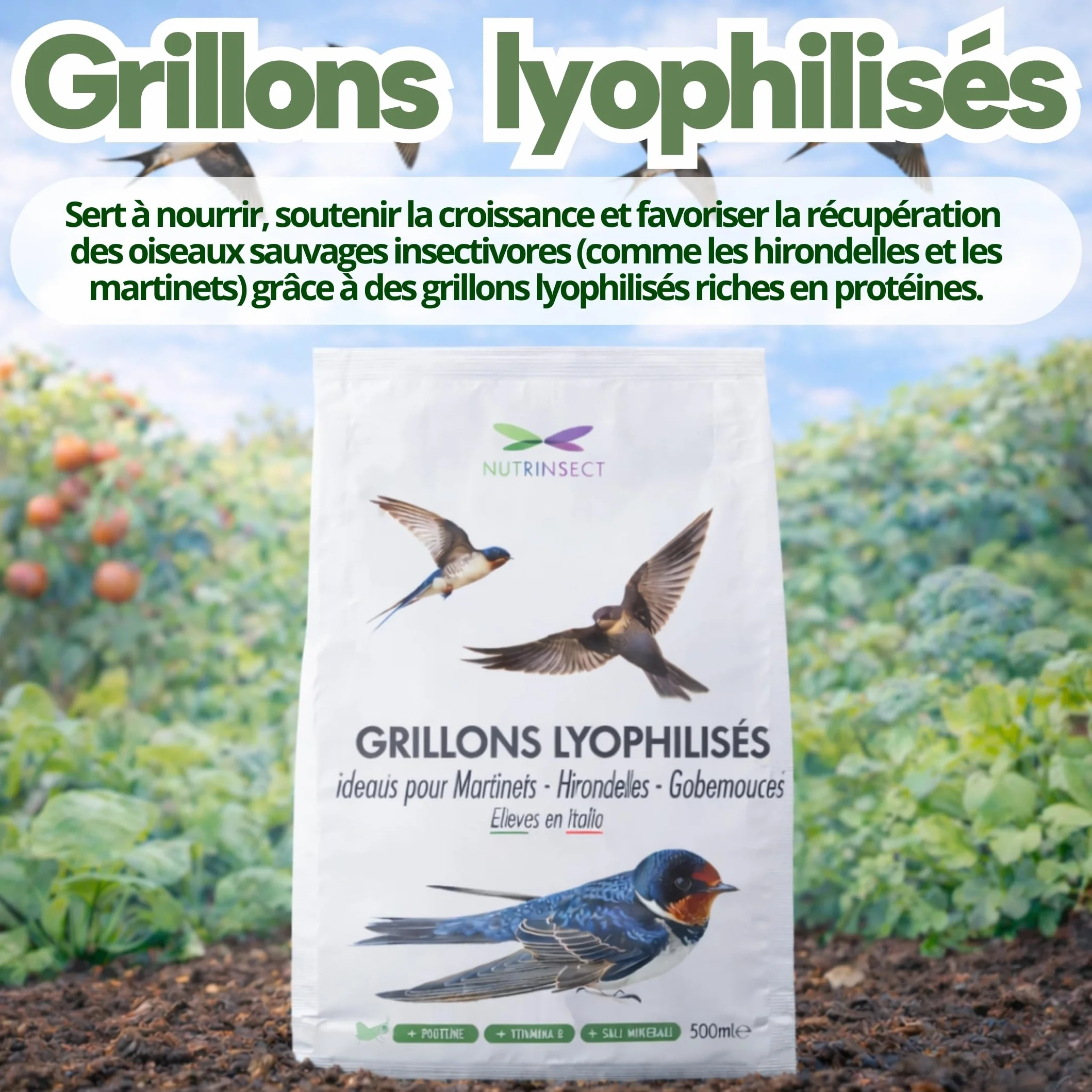 Grillons Lyophilisés 500 ML Insectes Comestibles Riches en Protéines Nourriture Oiseaux