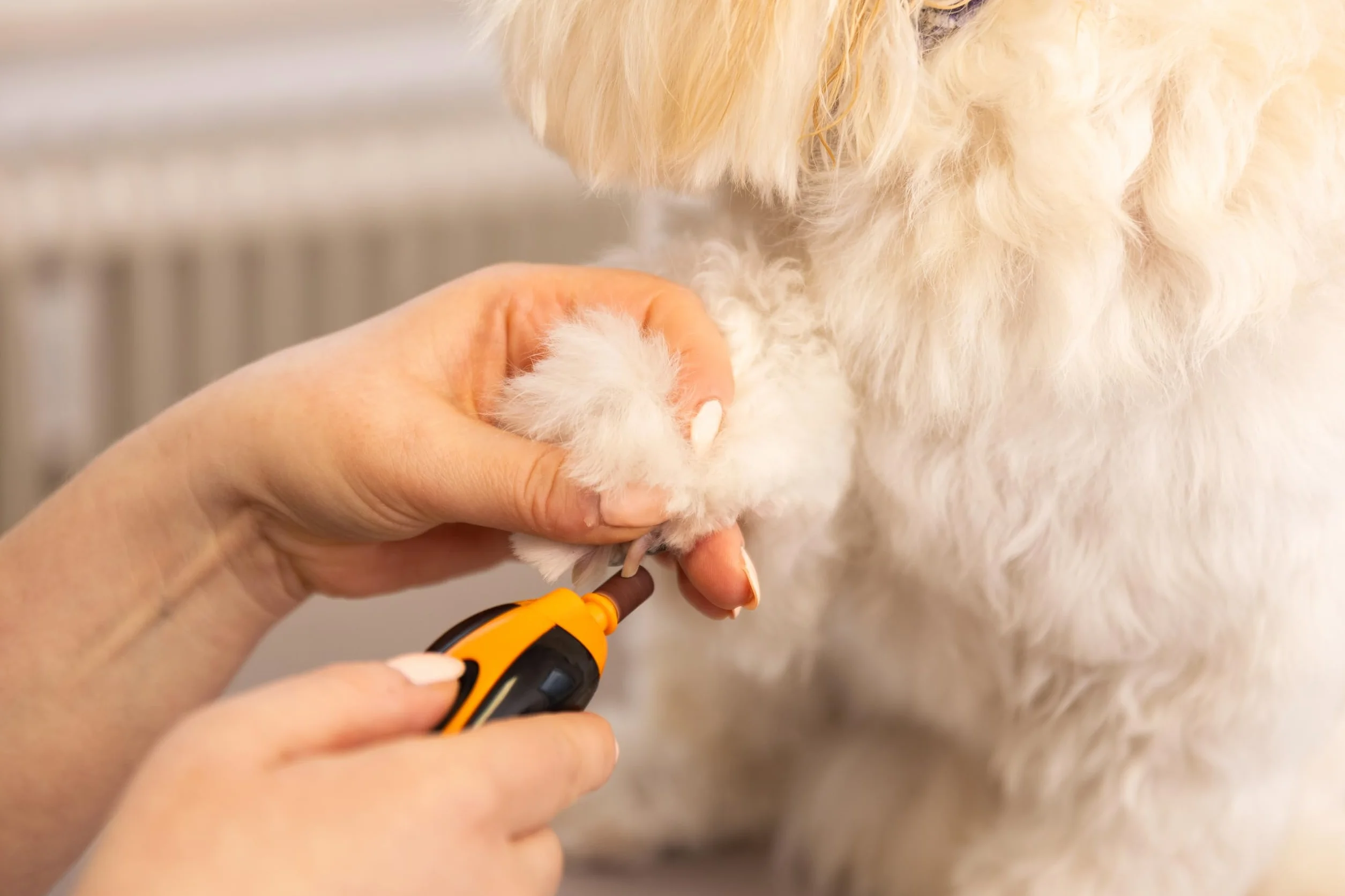 Wahl Pet Nail Grinder - Outil pour Couper Les Griffes des Animaux, Lime à Ongles silencieuse et légère pour Chiens, 2 Vitesses, sûre et Douce, Orange