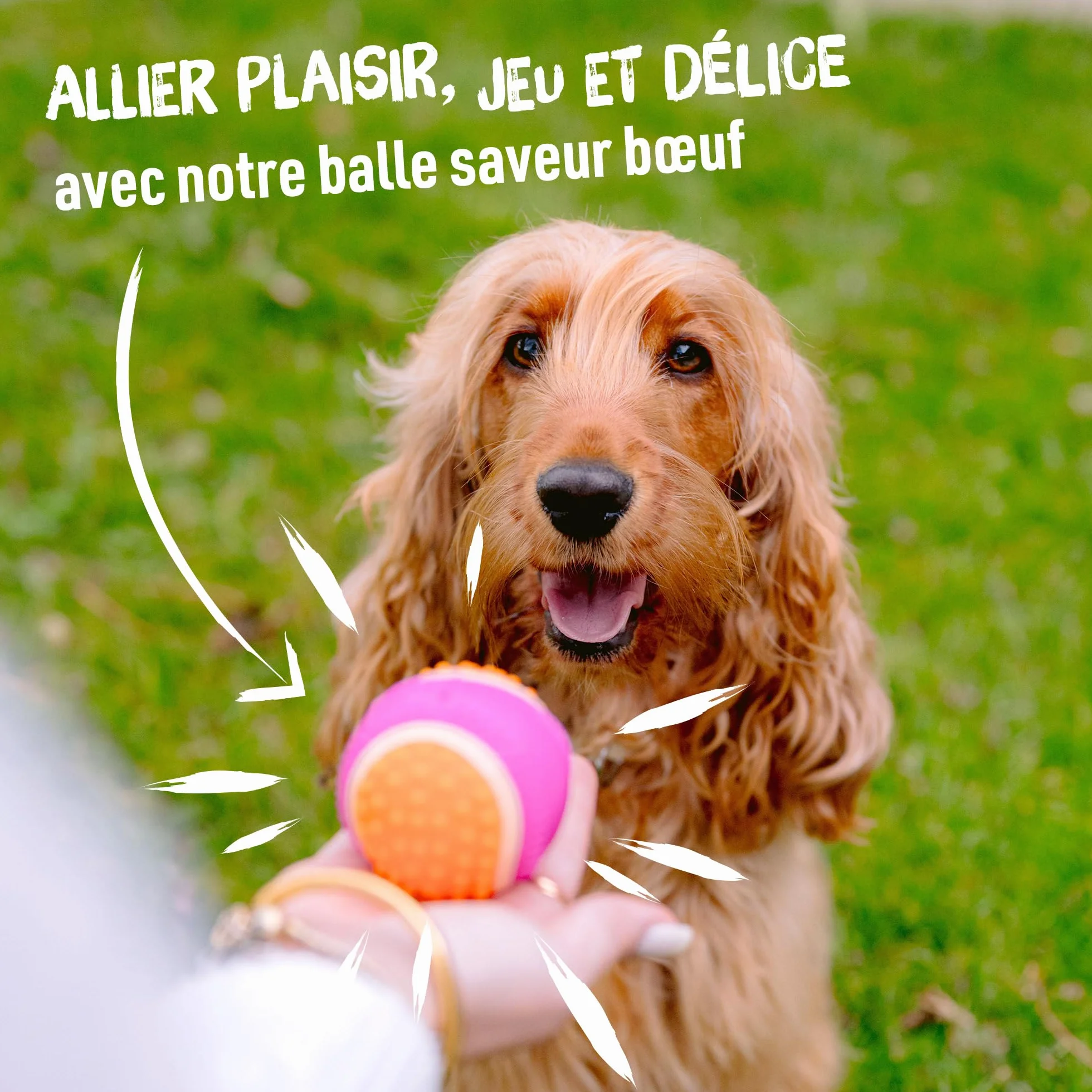 Aimé Balle pour Chien 5 en 1 Saveur Bœuf Jouet Interactif Éducatif 6 cm