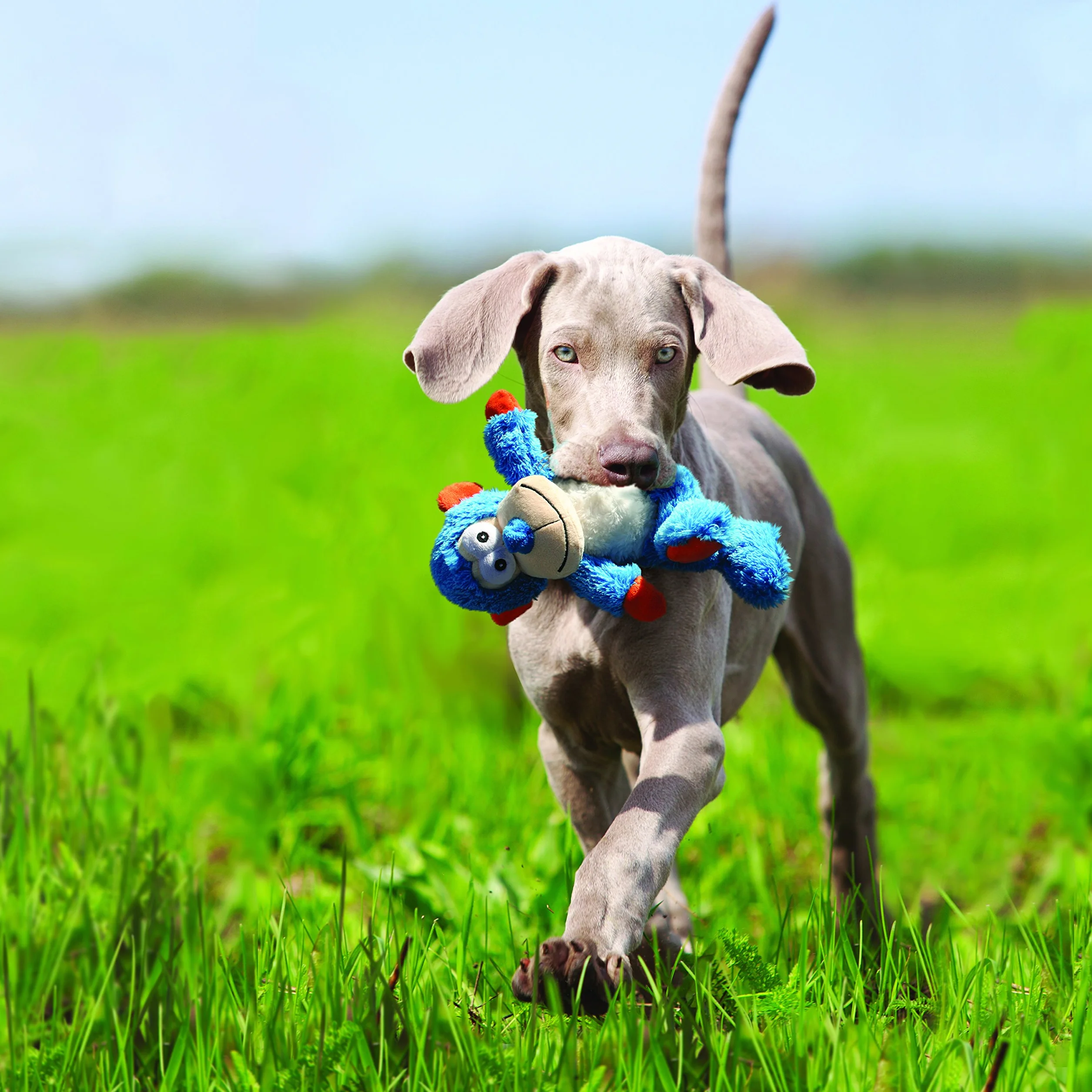 KONG Cross Knots Monkey Cordes Noués pour Chien Petit Moyen Small Breeds