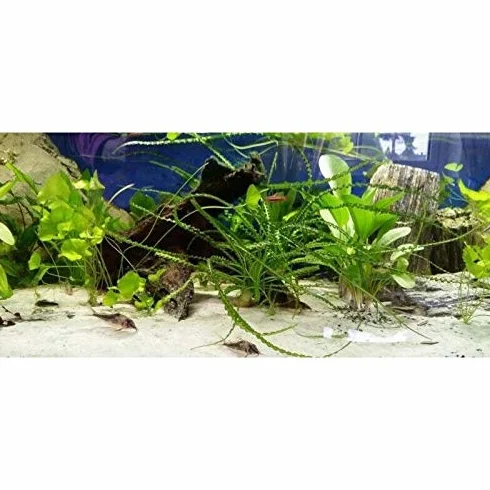 Sable de Quartz pour Aquarium 10 kg - Substrat Naturel pour Malawi et Tanganyika - Grain Blanc 0,2-05 mm