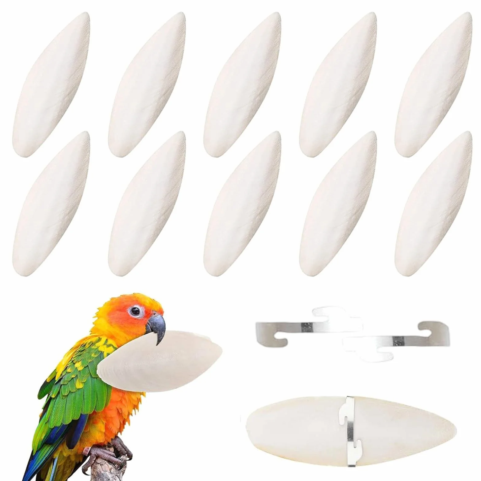 Lot de 12 grands bols à sépia 11-12 cm pour oiseaux reptiles tortues agames barbus et escargots
