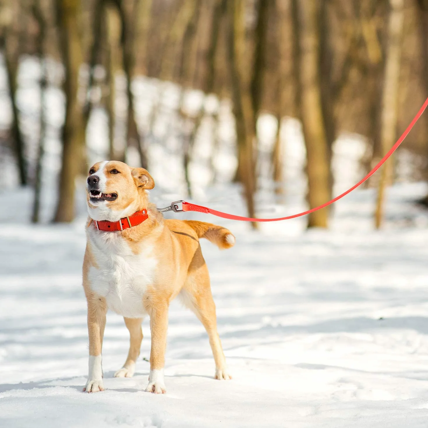 Toozey Longe pour Chien 3m 5m 7m 10m 15m 20m Laisse Chien avec Poignée et Sac de Rangement