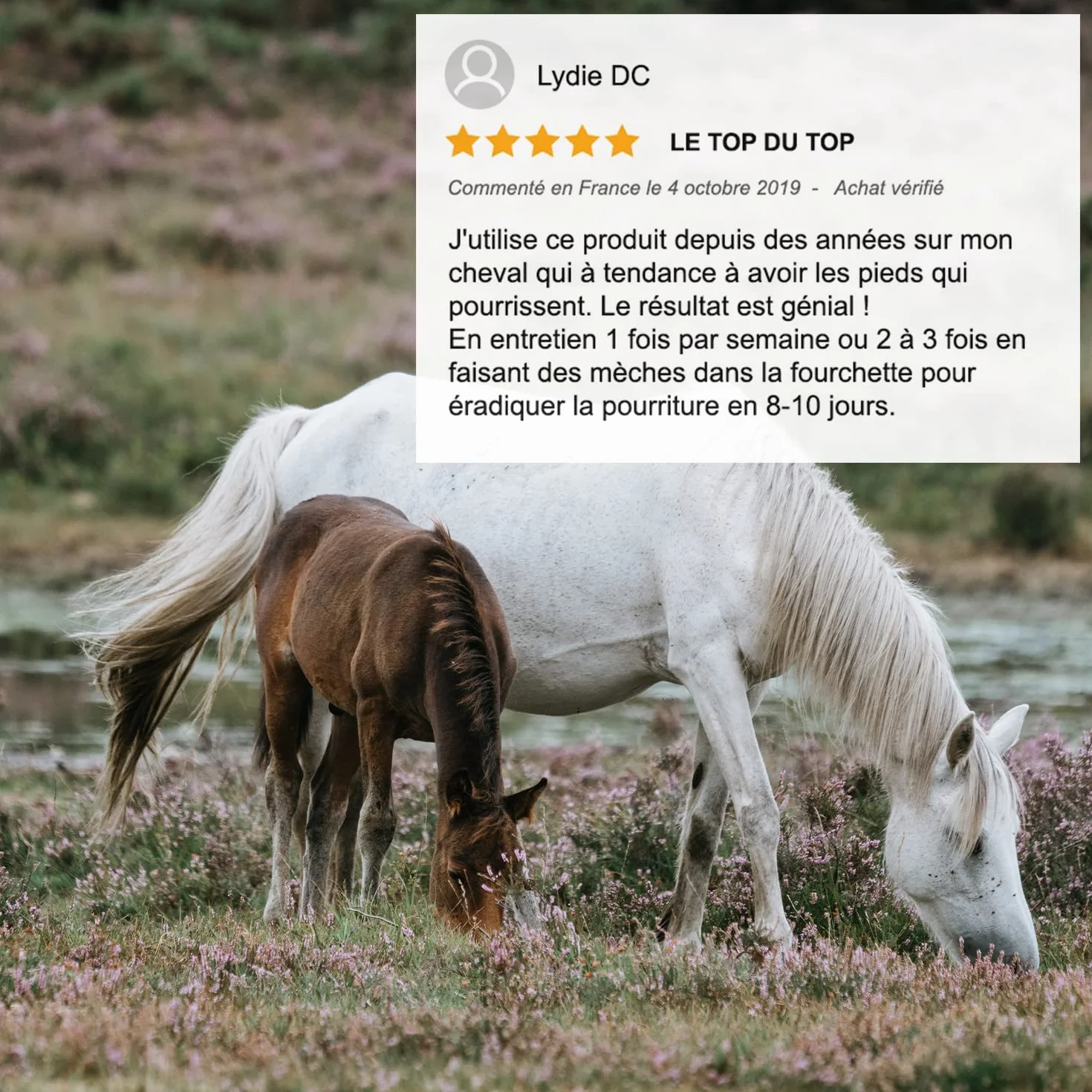 Huile de Cade pour Chevaux Soin des Sabots 500g Fabriquée en France