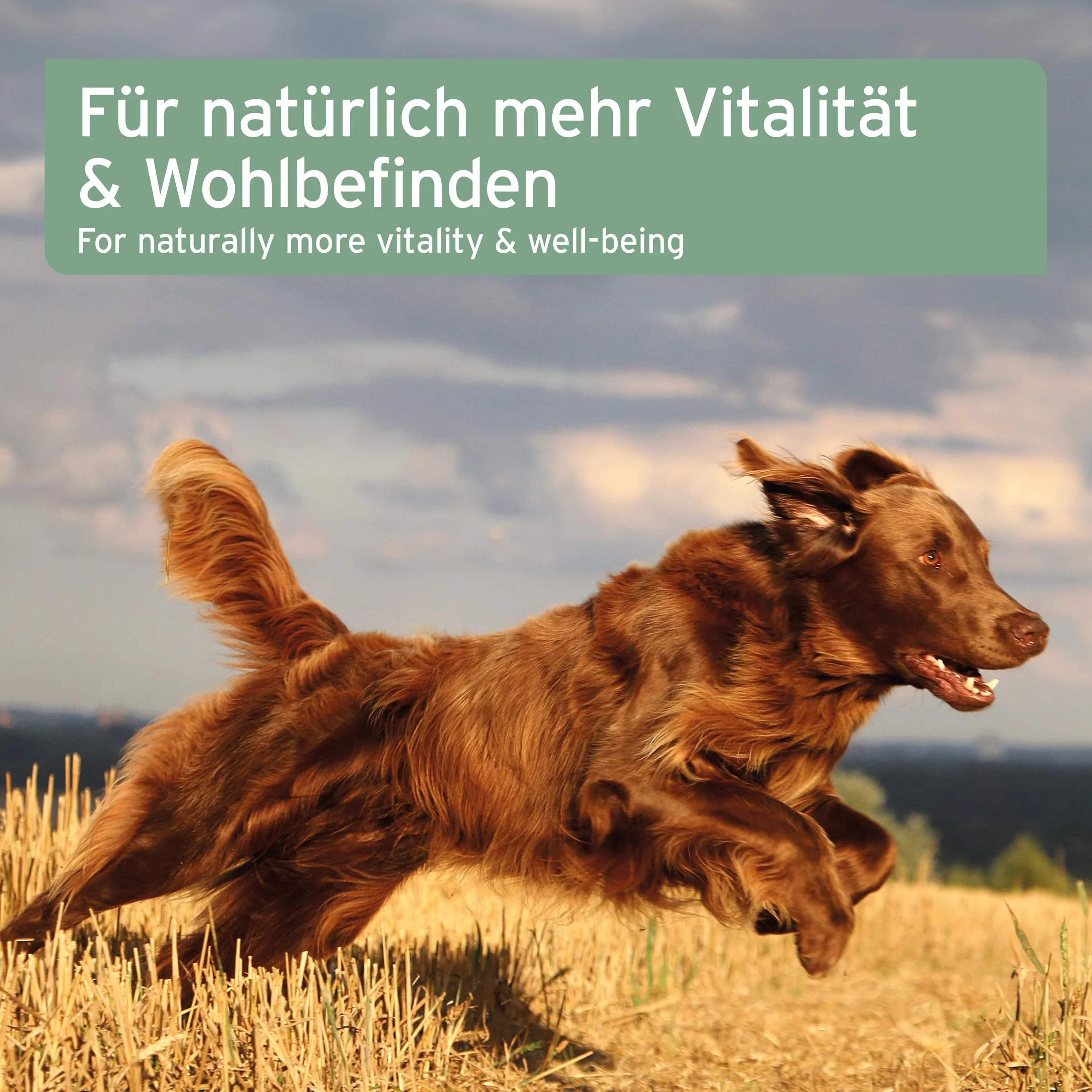 AniForte Huile de Saumon pour Chiens & Chevaux 5 L - Huile de Poisson Naturelle Riche en oméga 3