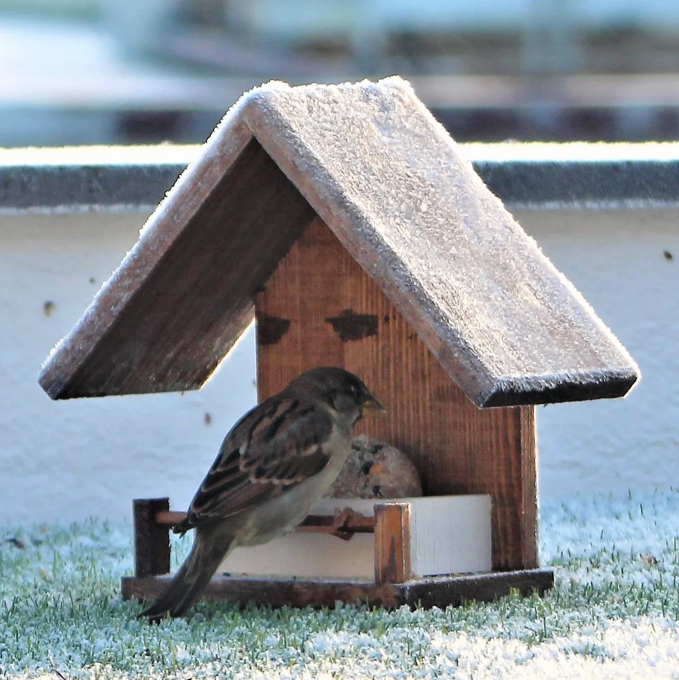Mangeoire Oiseaux Bois Naturel Jardin Balcon Terrasse Protection Anti-Humidité Maison Décorative Graines Incluses