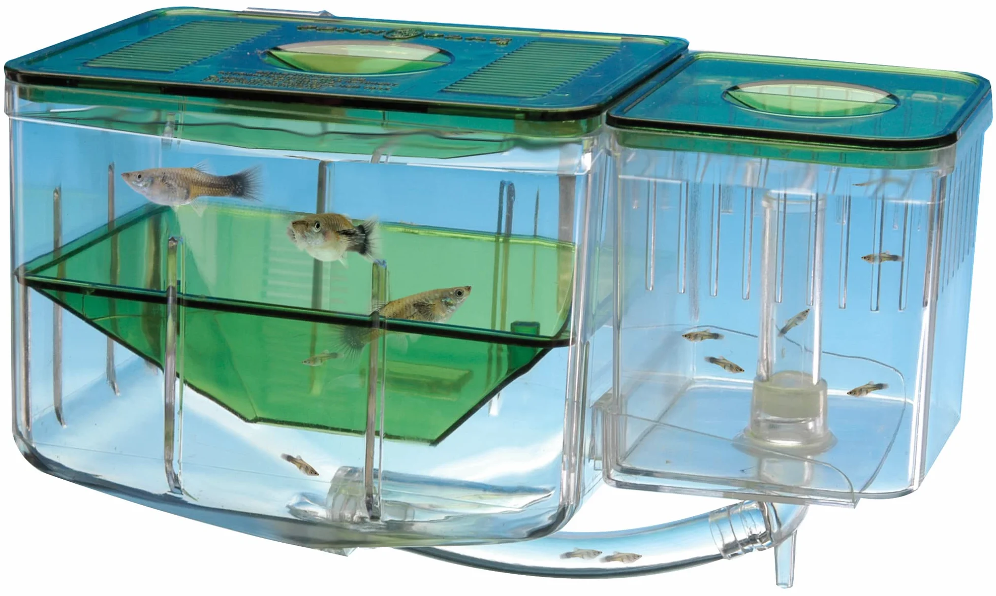 Penn-Plax AN2 Aqua Nursery and Hatchery, boîte d'élévage pour Aquarium
