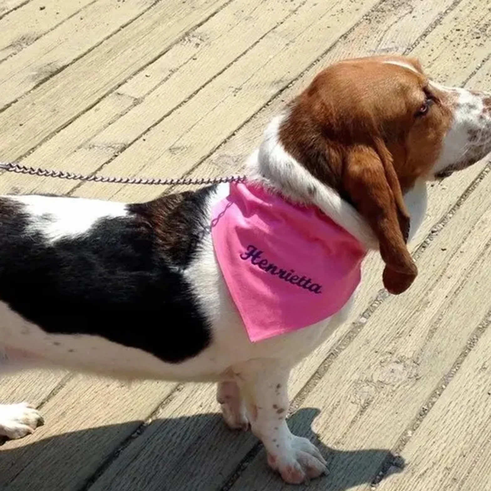 Bandes pour chiens personnalisées avec logo photographique personnalisé écharpe pour animaux de compagnie pour chiens de petite, moyenne et grande taille, chiot, chat