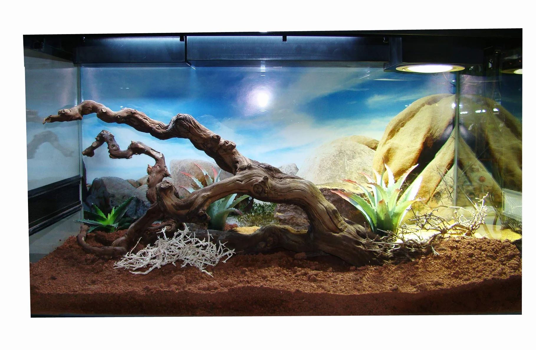 Lucky Reptile Substrat pour Vivarium désertique