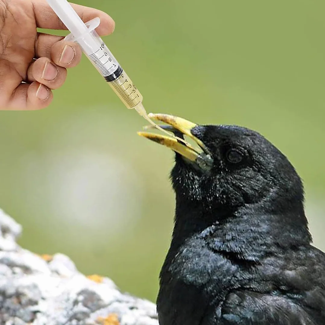 Seringues alimentaires pour oisillons avec tubes d'alimentation, récipient à nourriture, outil de nourrissage manuel