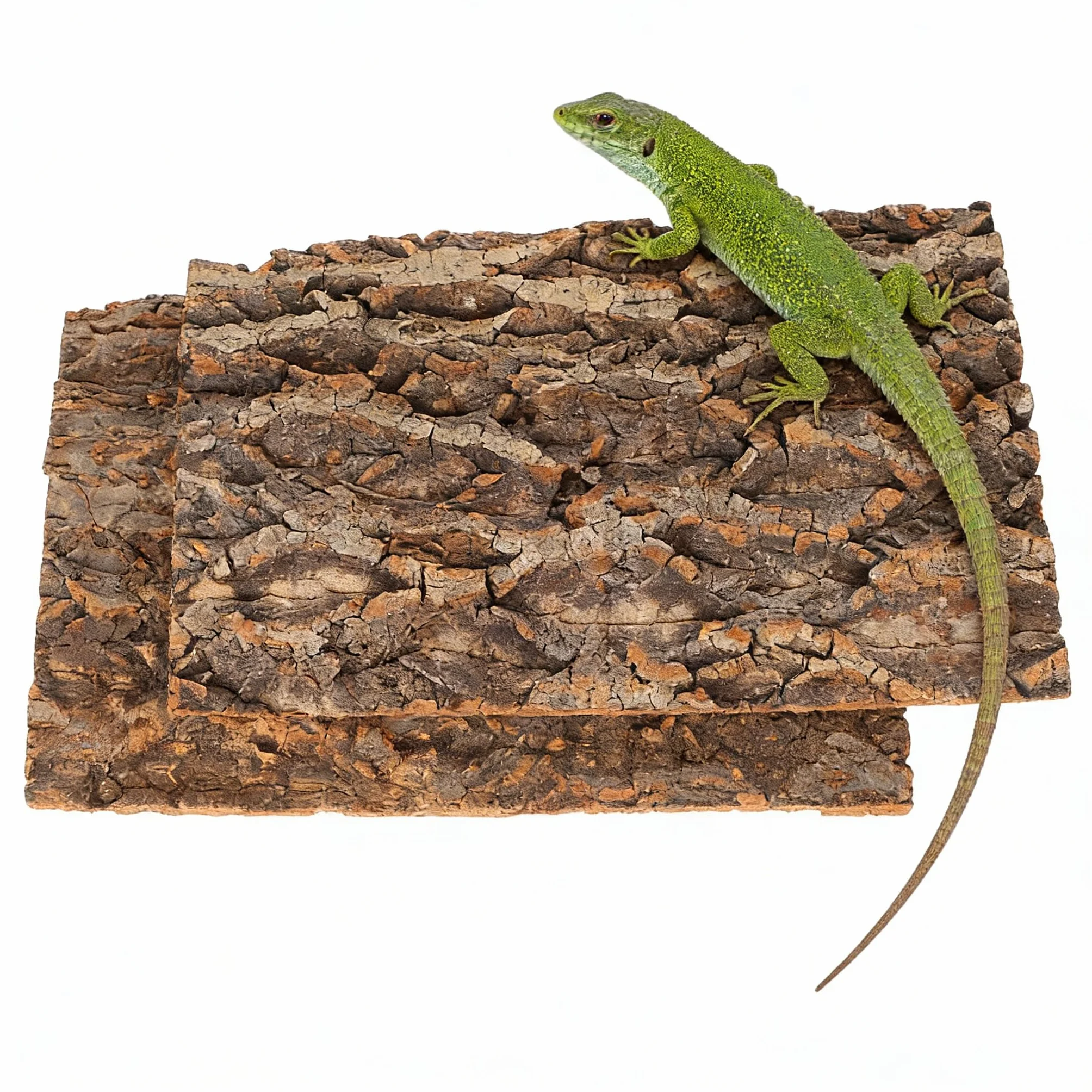 Zerodeko Lot de 2 écorces de liège naturelles pour terrarium 30 x 20 cm paroi arrière authentique mur d'escalade reptiles