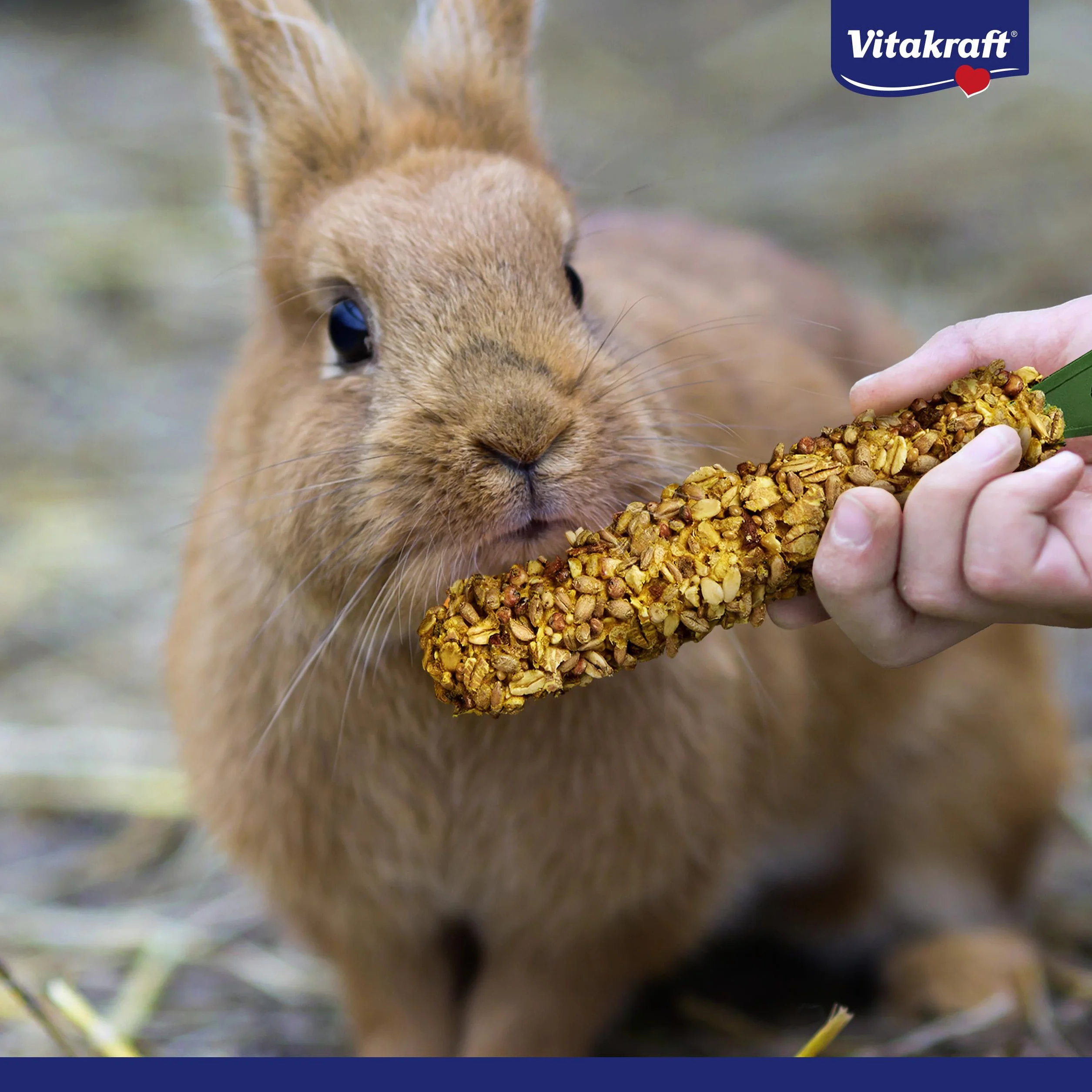 VITAKRAFT Kräcker Mix Bâtonnets Lapins Nains Pop-Corn Miel Légumes Betterave Rouge Raisin Noix sans Sucre Ajouté Ni Céréales 160G