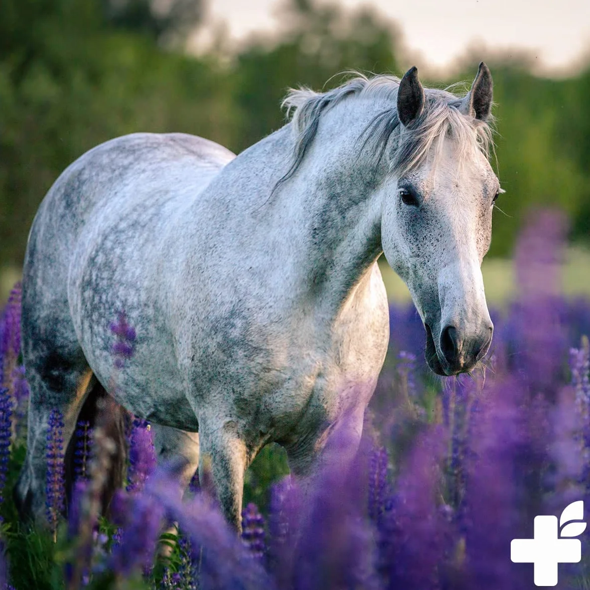 Poivre de Moine ReaVET pour Chevaux 1kg - Graines Entières Pur Naturel, Aliment pour Chevaux sans Additifs