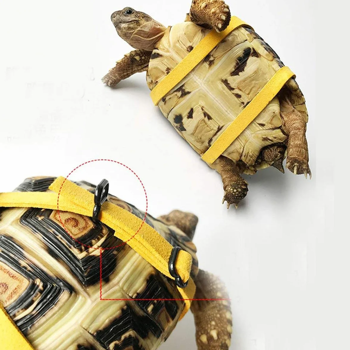 Harnais en Cuir pour Tortue de Compagnie, Corde de Marche Réglable