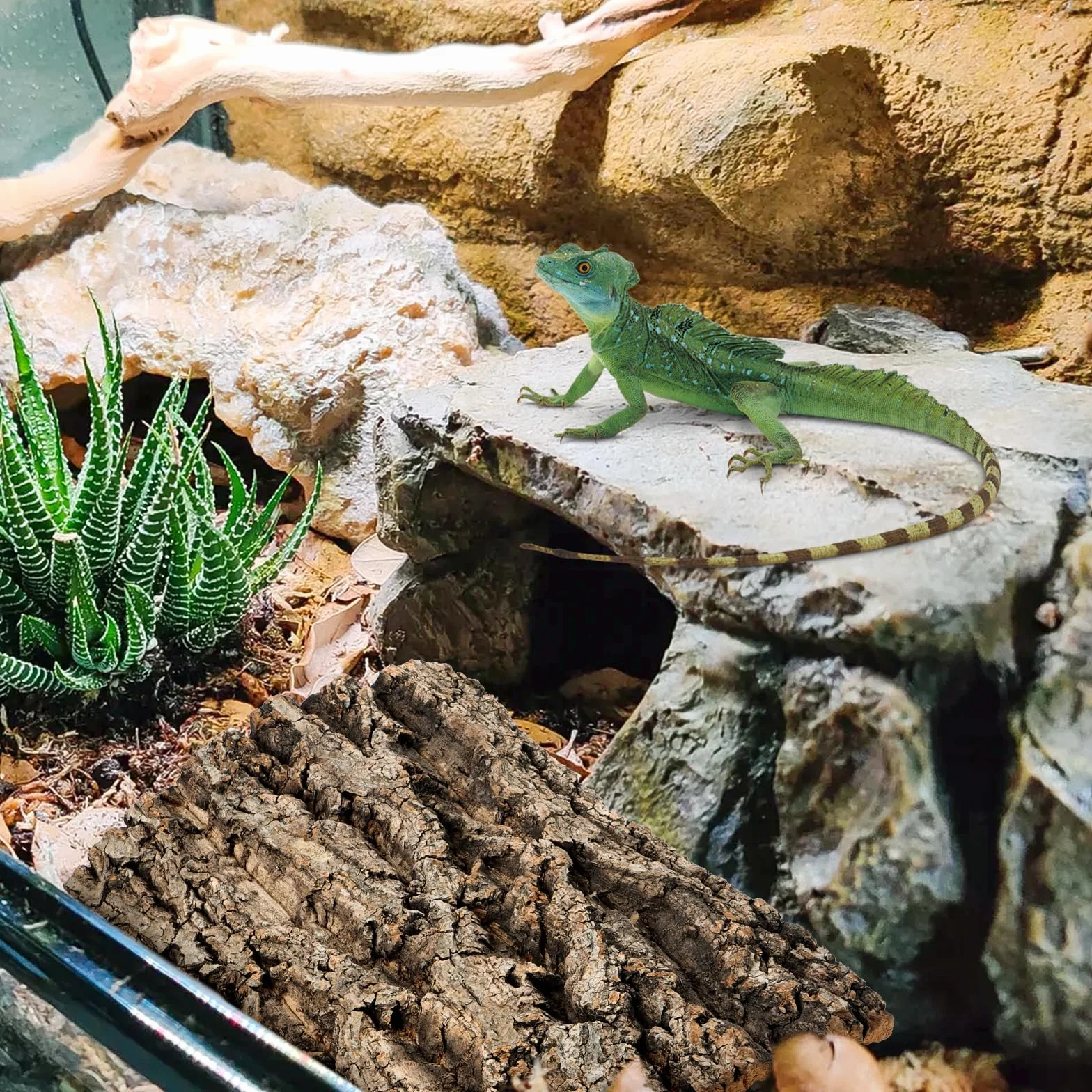 Lot de 2 parois arrière en écorce de liège pour terrarium - Aspect naturel - Surface d'escalade pour reptiles gecko, barbes, tortues