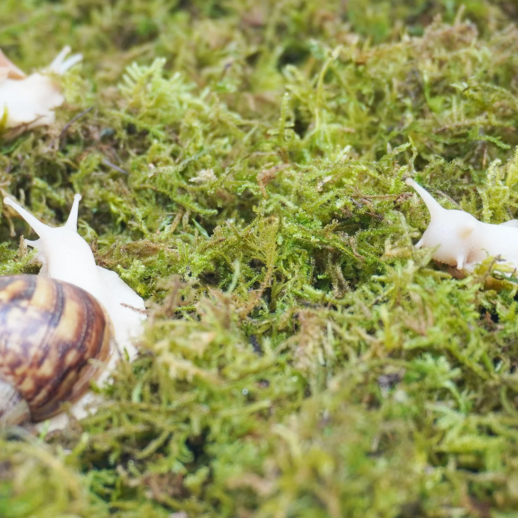 Substrat pour escargots 113,4 g maintien humidité aquarium
