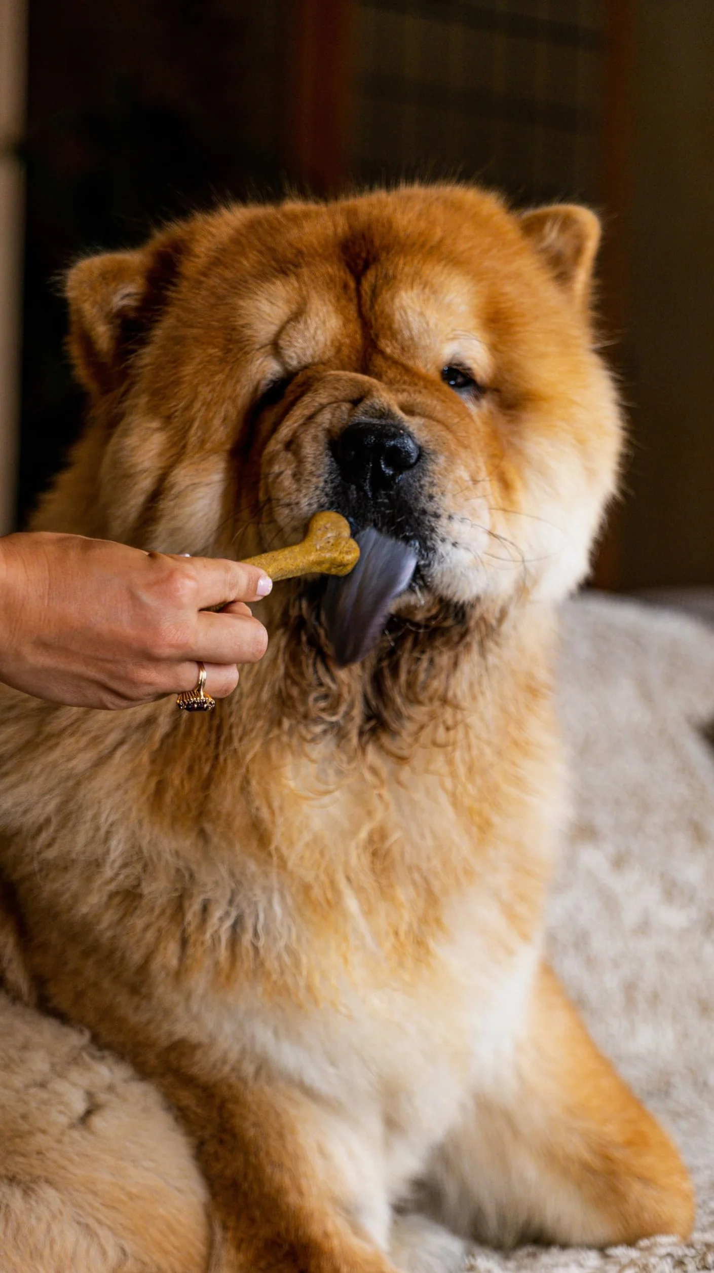 Malou NONO'S Friandise pour Chien Bâtonnets à Macher Bifidus Longue Mastication 14 pièces