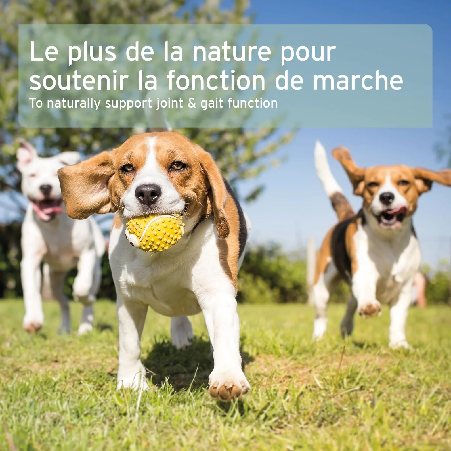 AniForte Poudre de Moules aux Orles Vertes 250 g pour Chiens & Chats – Soutien des Articulations