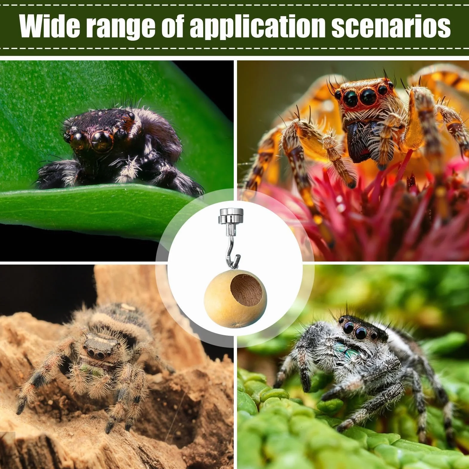 Grotte d'araignée sauteuse | Maison d'araignée sauteuse | Enclos d'araignée naturelle | Accessoires de boîtier d'araignée sauteuse | Cachette d'araignée sauteuse pour araignées