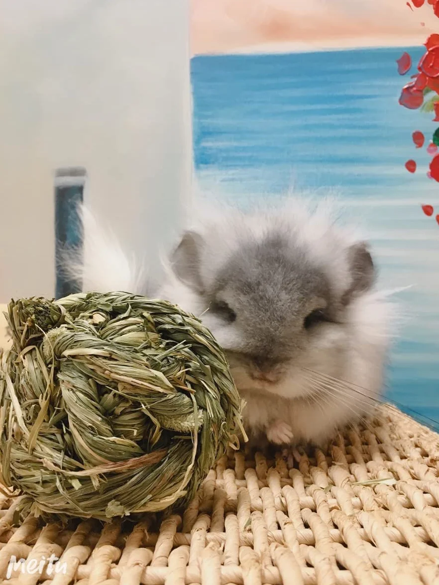 Boule d'herbe de Timothy Jouets Mâcher pour Petits Animaux Lapins Hamsters 6 Pièces