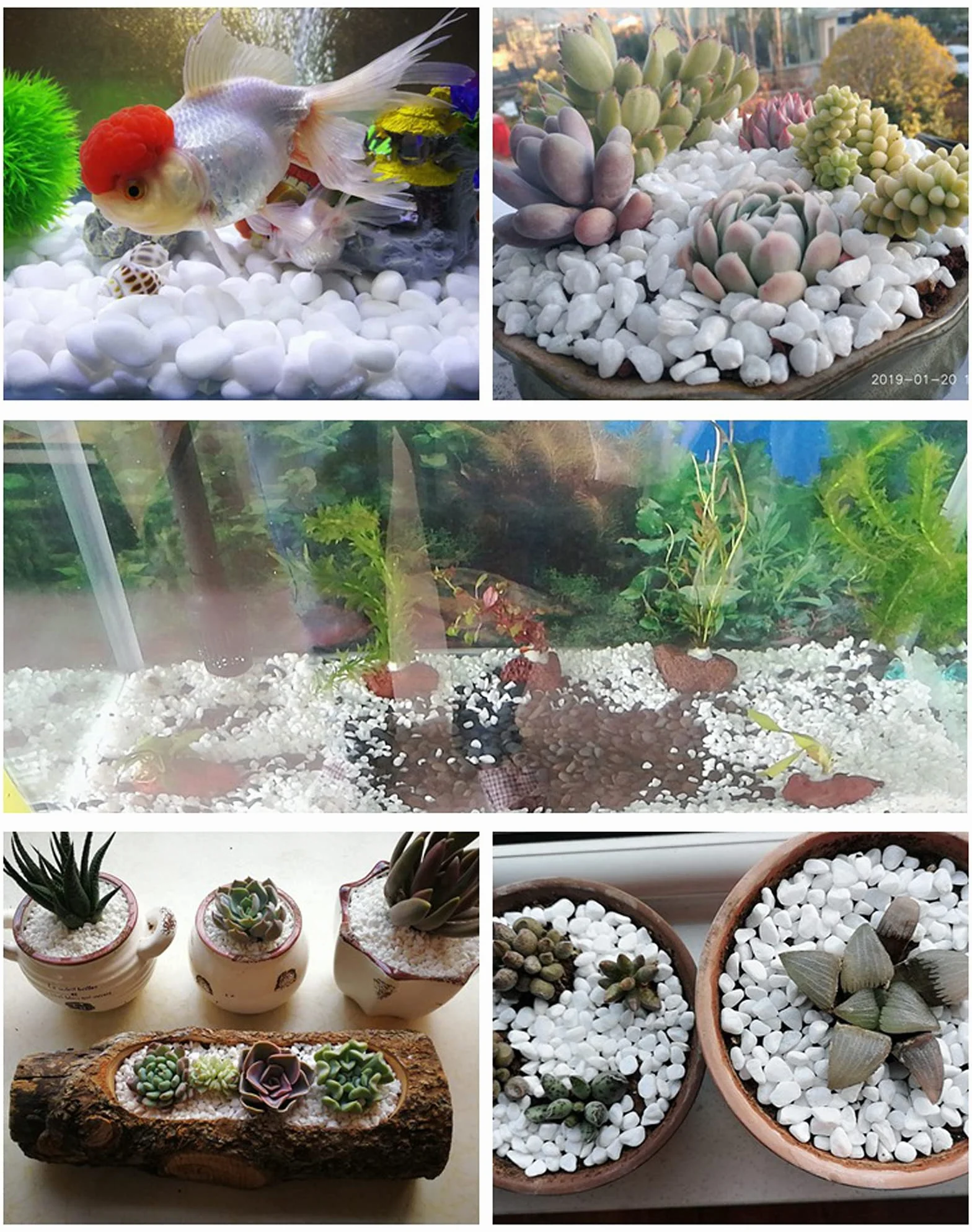 Gravier Aquarium Naturel Blanc 900g – Décoration Jardin Plante Tortue