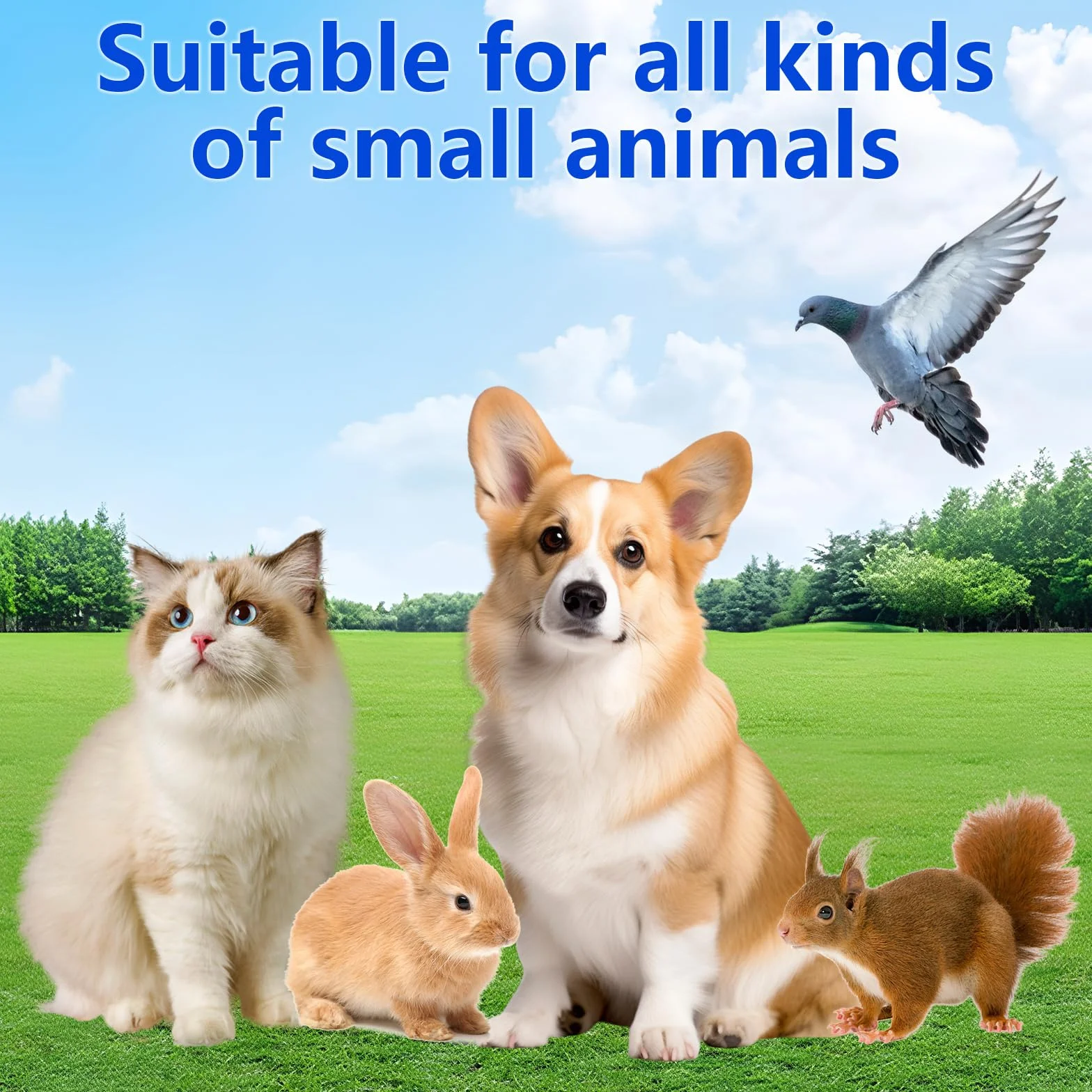 Seringue pour Comprimé Animaux Réutilisable Lance Pilule pour Chat Chien 6 Pièces (Bleu, Vert, Rouge)