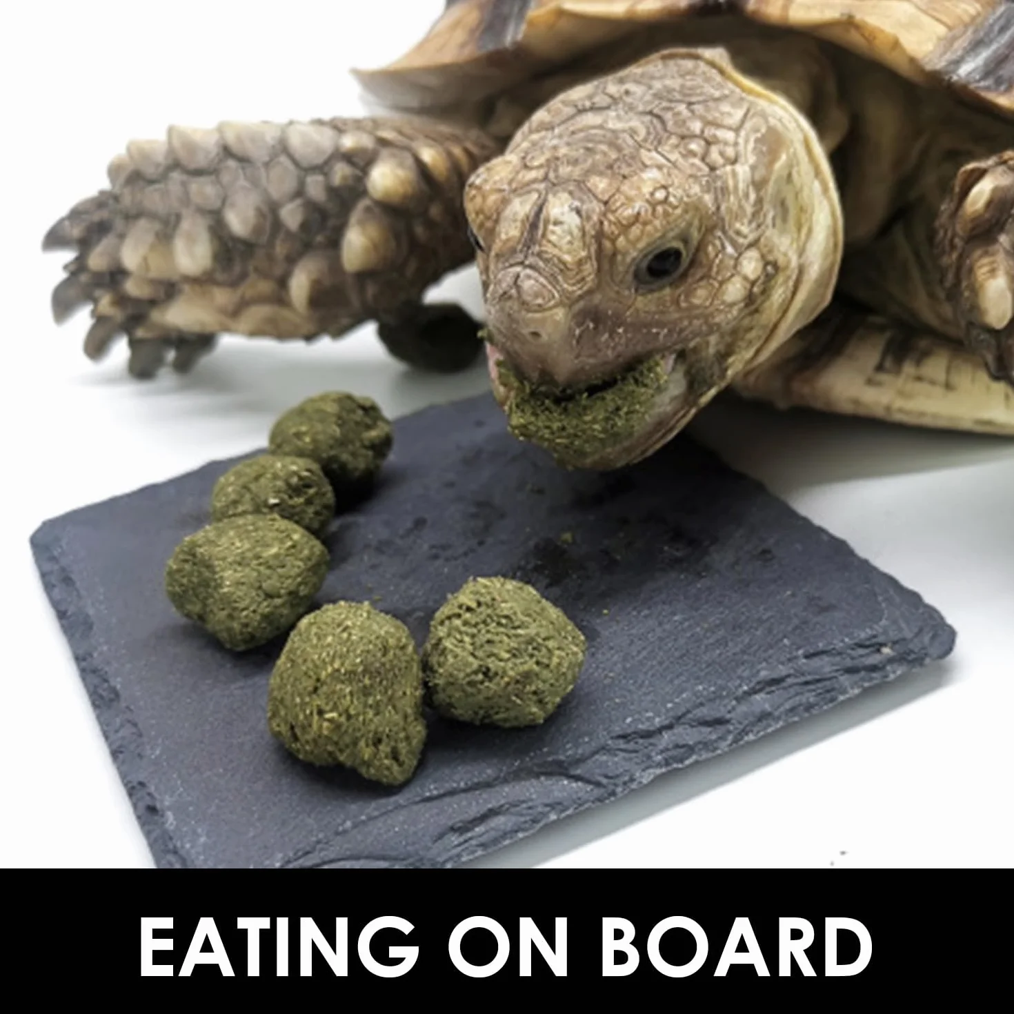 Ardoise Pour Animaux De Compagnie Grimpante, Brosse À Cheveux, Plate-Forme De Bain Pour Tortue, Pinceau À Outils De Peinture