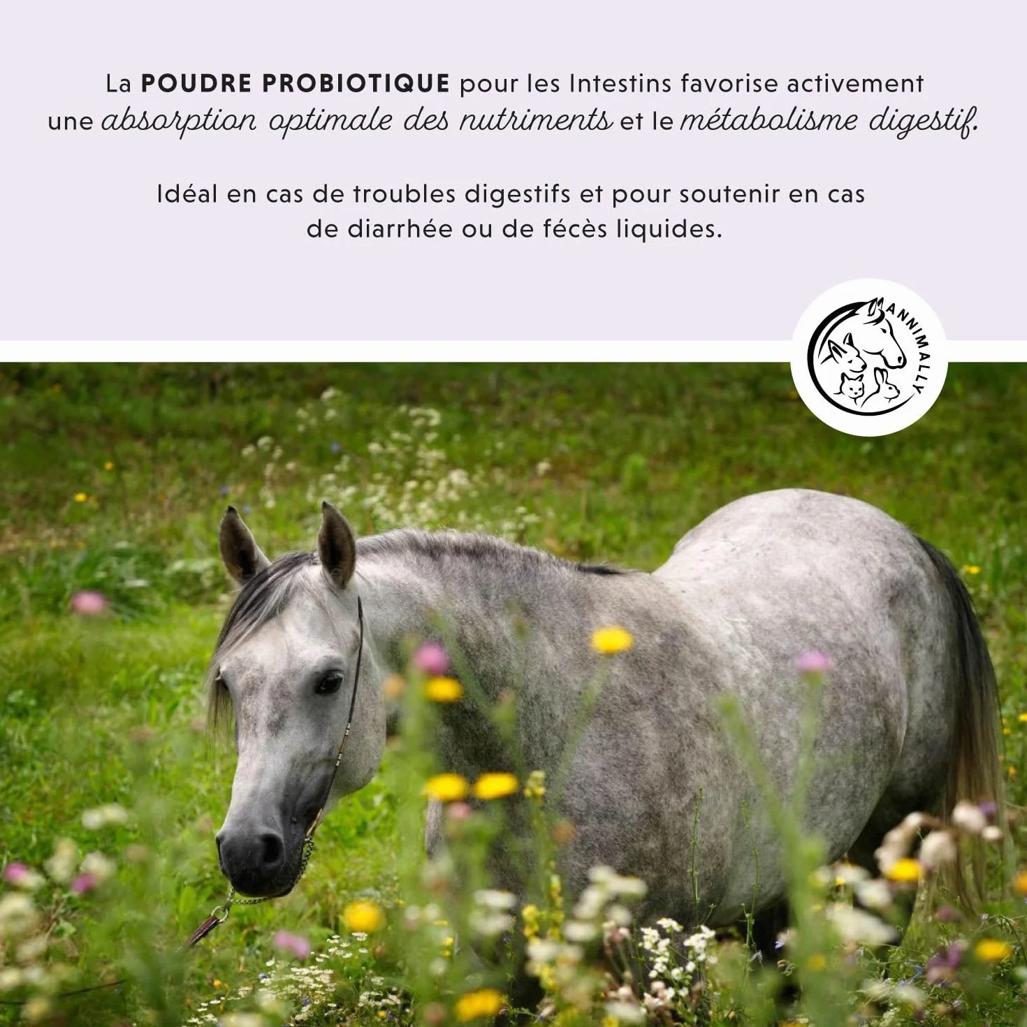 Poudre de probiotiques pour Chevaux 750 g avec levure Vivante Flore intestinale Saine