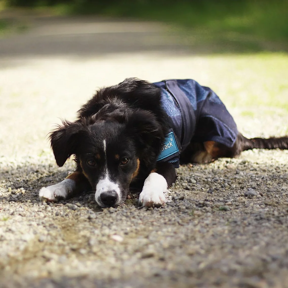 Back-on-Track Manteau Rafraîchissant Anti UV Cool on Track pour Chien Bleu 40 cm
