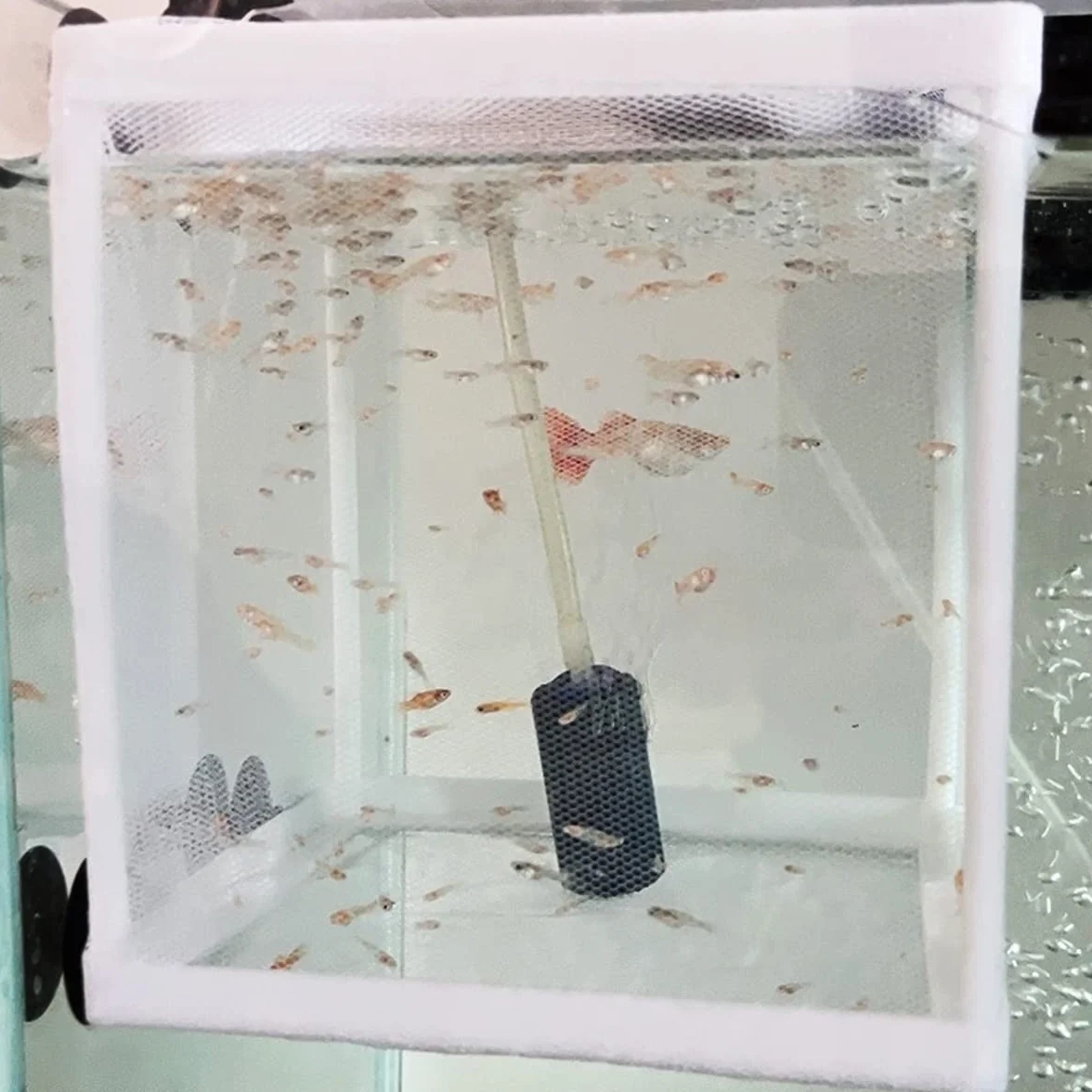 Boîtes d'élevage d'aquarium, Filet d'élevage de Poissons Double Couche avec Ventouses pour Aquarium Poisson Réservoir (Blanc)