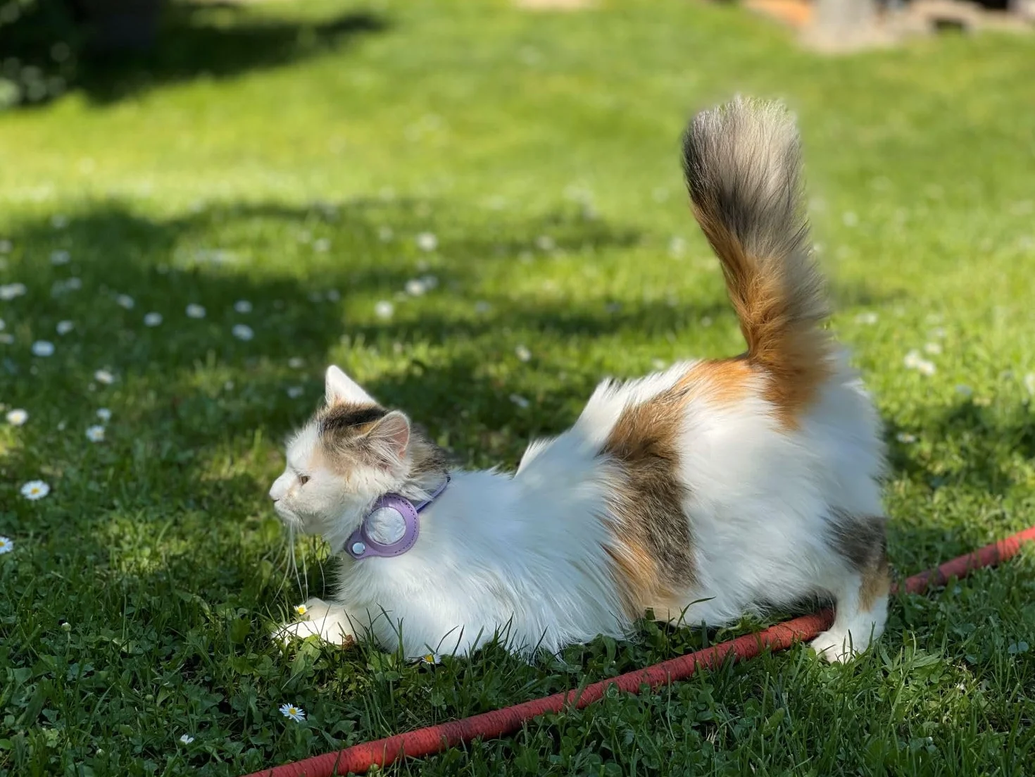 Collier pour Chat Compatible AirTag Orange – Sécurité Anti-Étranglement Réglable Léger