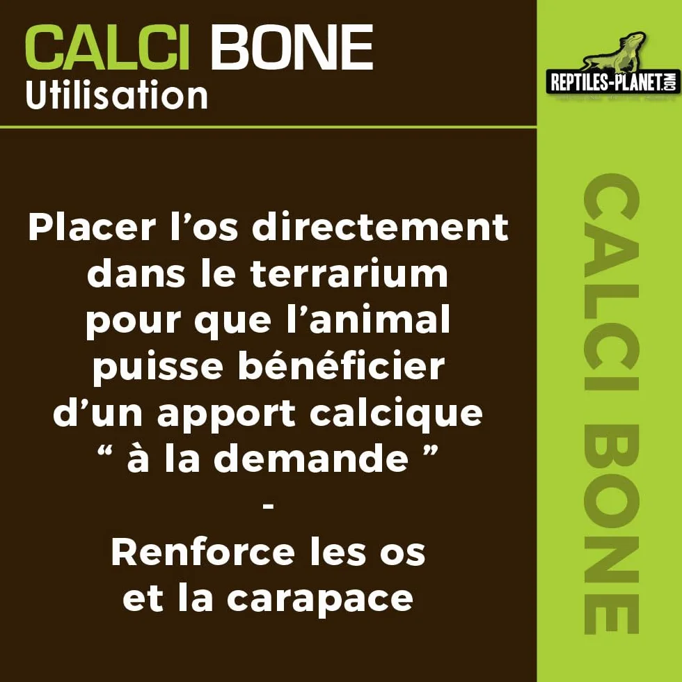 Reptiles Planet Calci Bone Os de Seiche Entier pour Reptiles