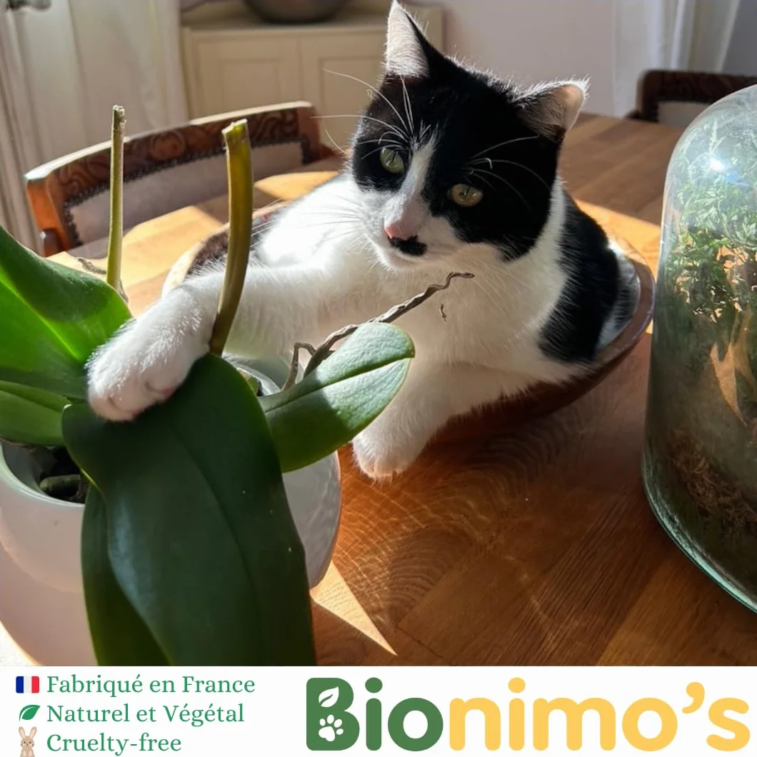 Spray Répulsif Intérieur Anti-Griffes Chats & Chatons, Naturel et Végétal, Eau de Lavande Bio, 100% Français