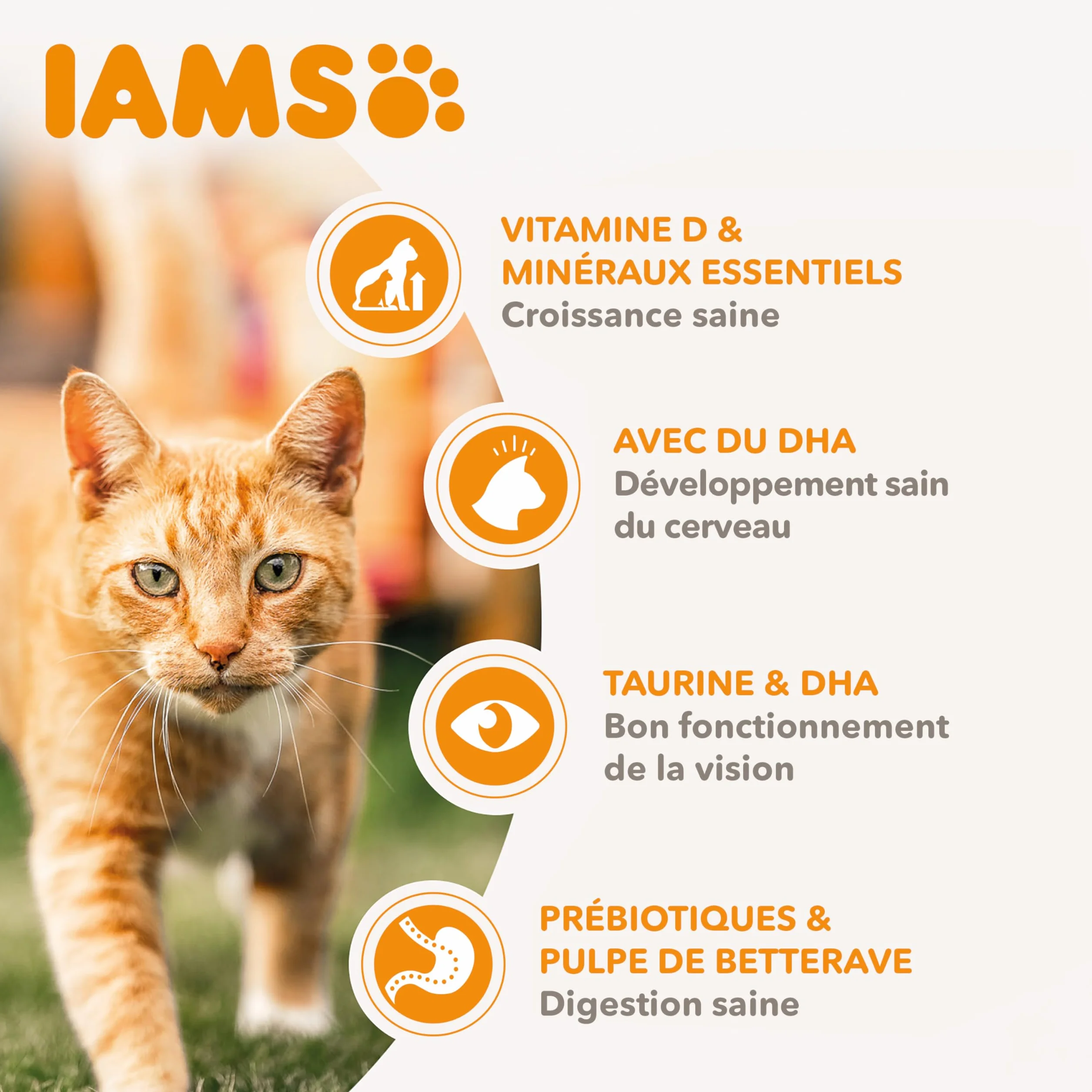 IAMS Advanced Nutrition Croquettes Premium Chatons Au Poulet Frais Sans OGM 3 kg