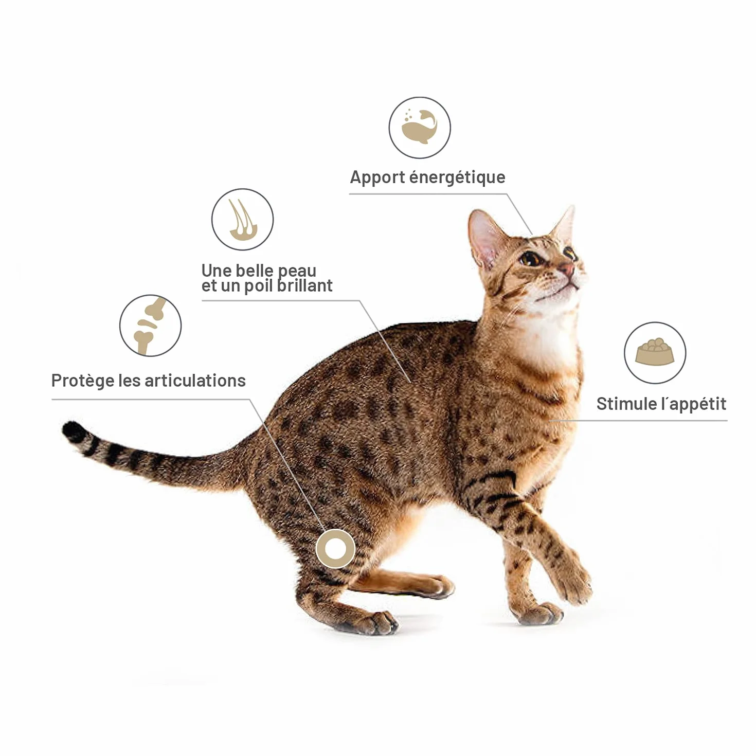 Huile de Saumon pour Chien et Chat 1 Litre NORVÈGE - Riche en Omega 3+6+9 et Vitamine E