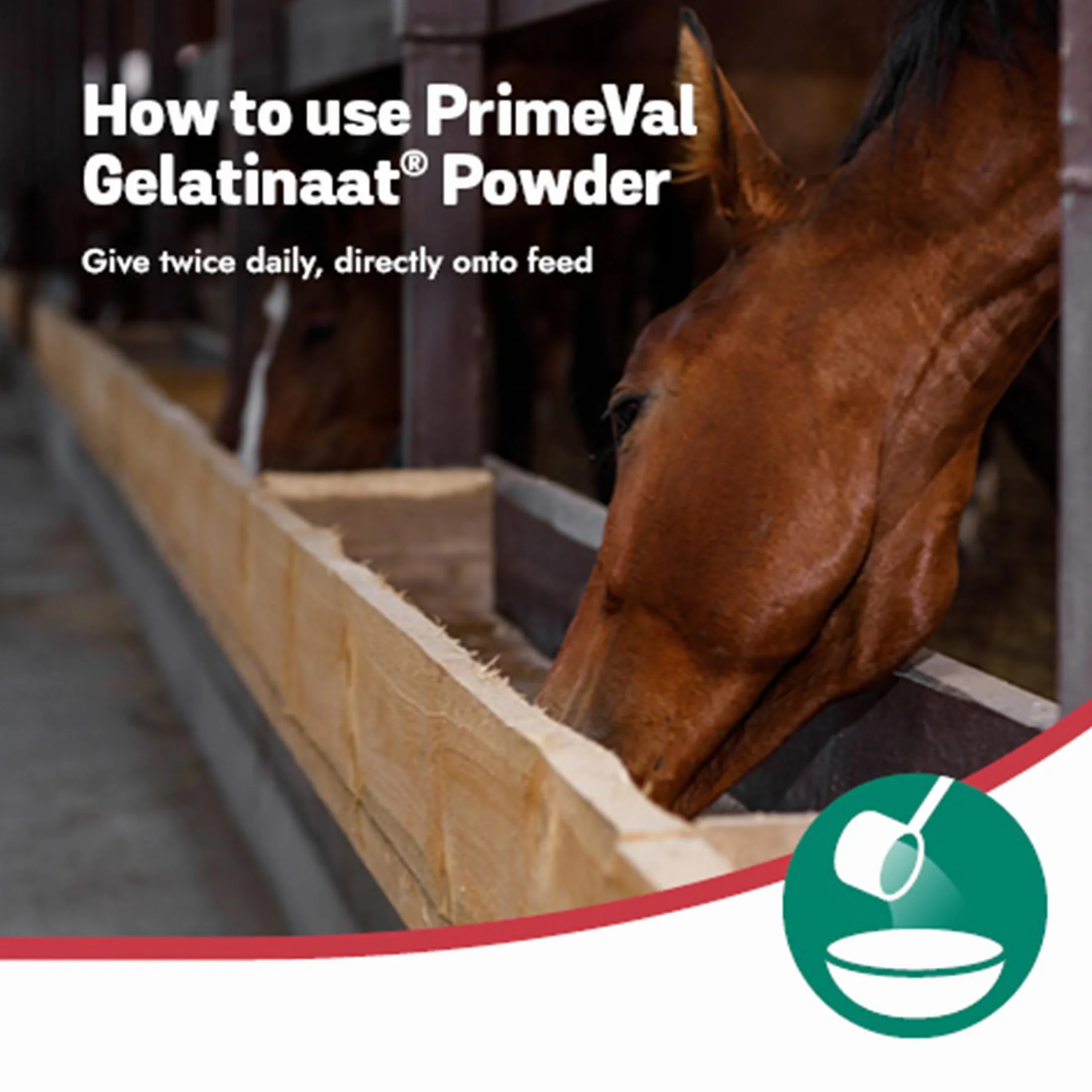PRIMEVAL Gelatinaat en Poudre 2kg – Complément articulaire cheval collagène Type I II Magnésium Calcium