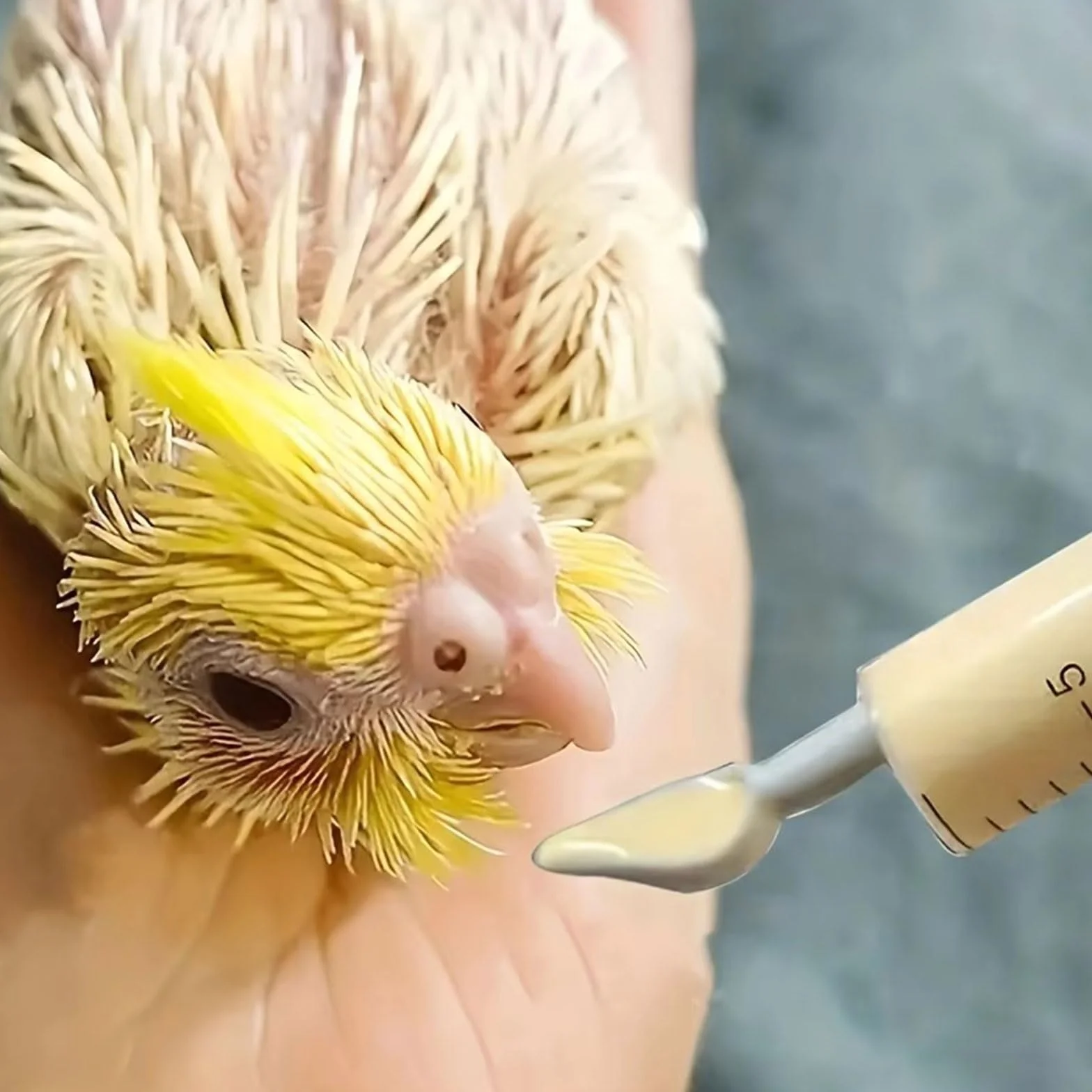 Suxgumoe Seringue d'alimentation pour bébé oiseaux perroquets avec tube gavage