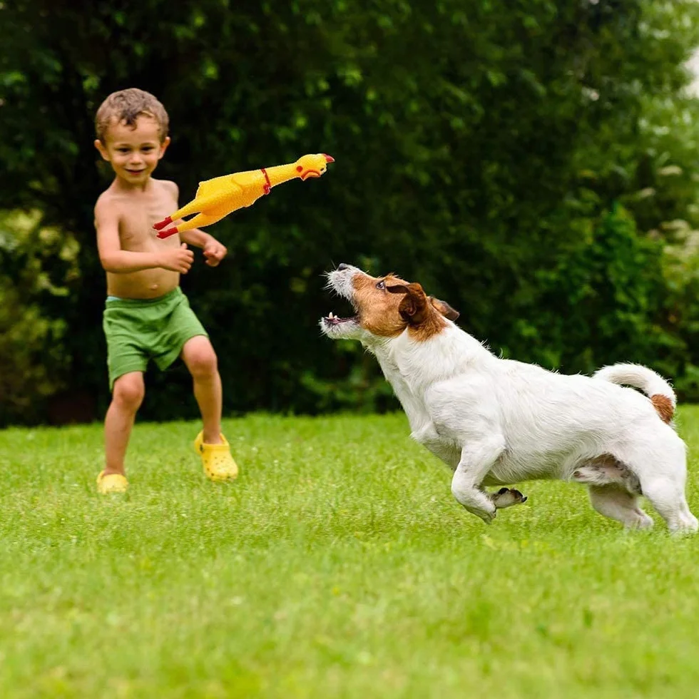 Jouet pour Chien Poulet Hurlant en Caoutchouc Décompression