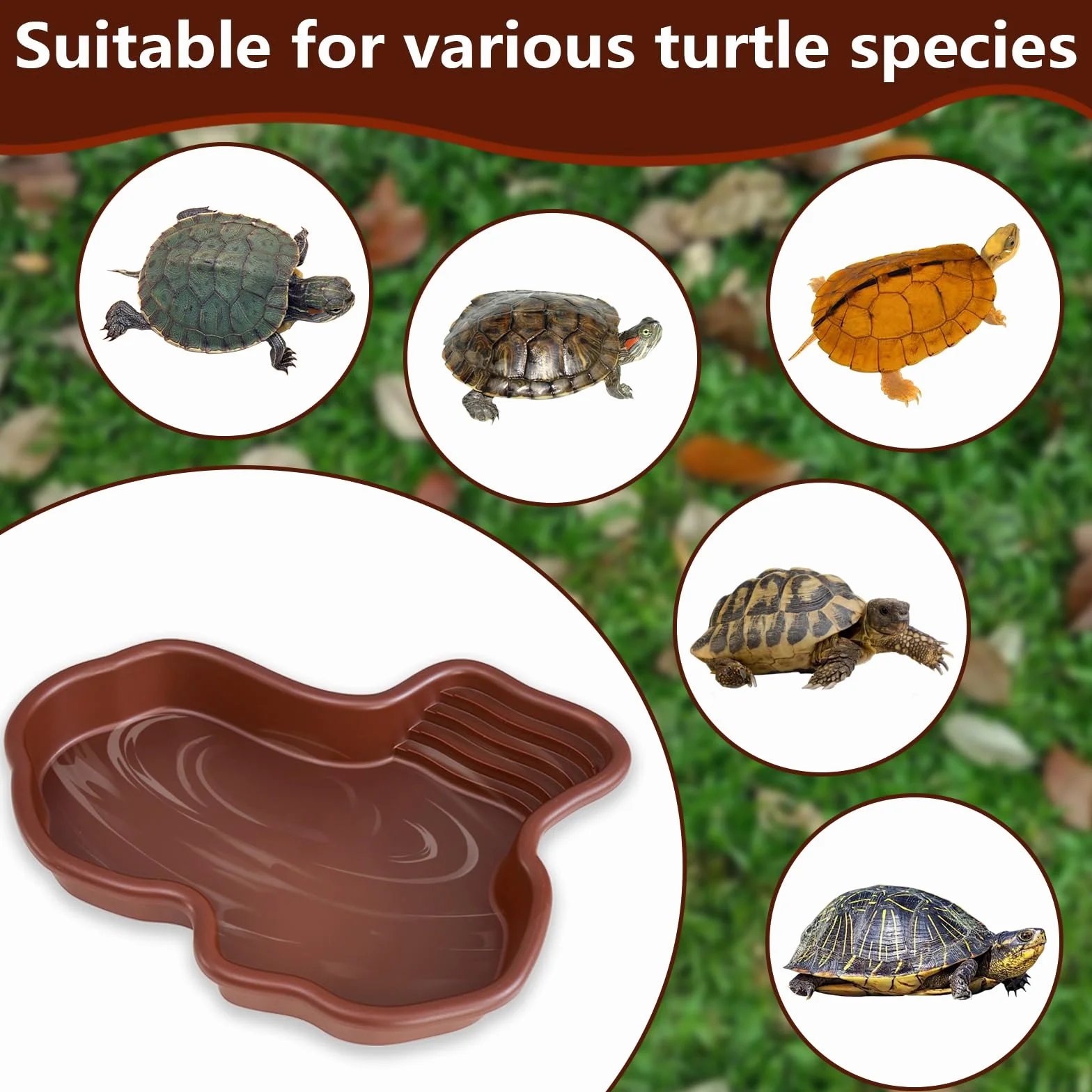 Bac de Bain pour Reptiles 31x25x5cm, Grand Bol d'Eau pour Tortues, Lézards et Geckos