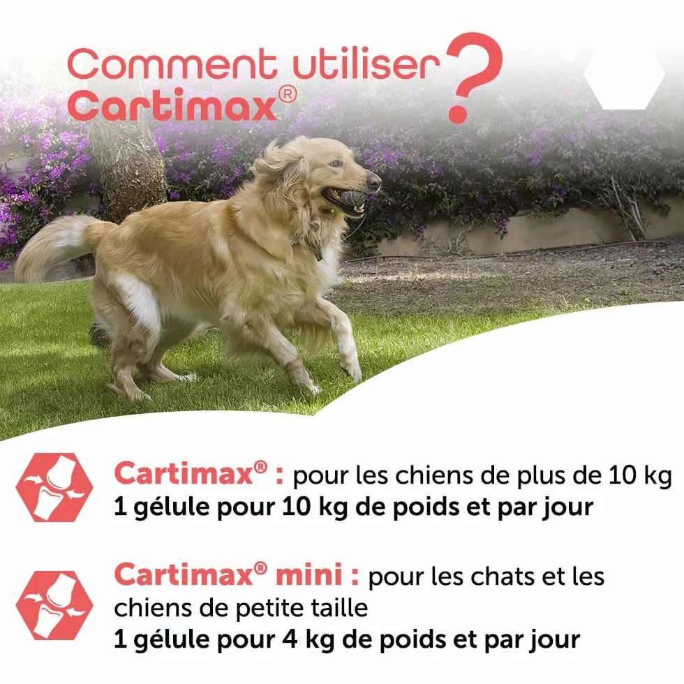 MP Labo Cartimax Soutien Fonction Articulaire Chien Chat Glucosamine Harpagophytum Reine des Prés Bambou Oligo-éléments 50 Gélules