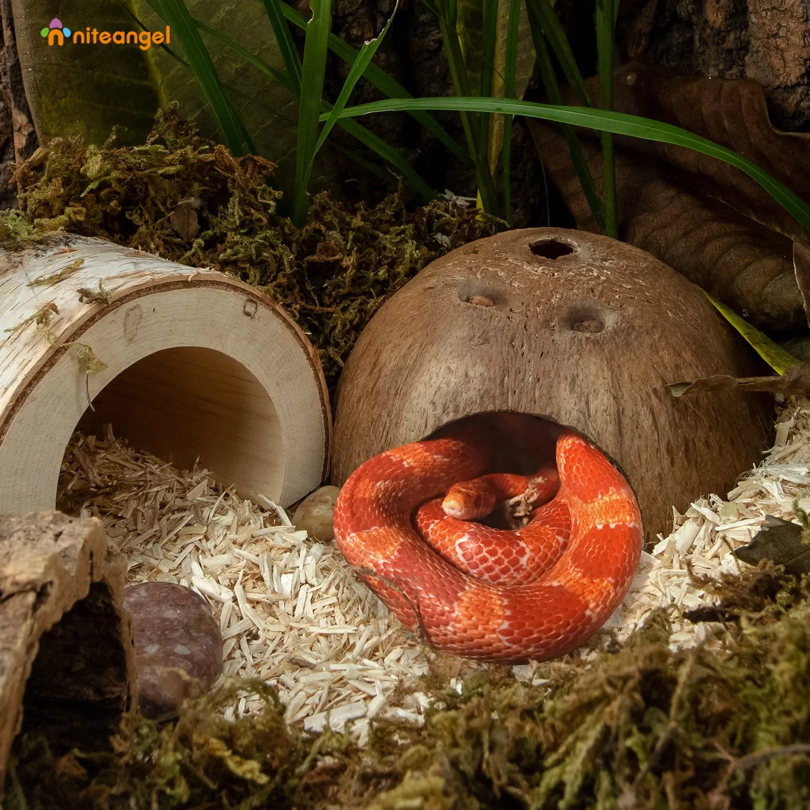 Niteangel Naturel Noix de Coco Reptile Cachette Lézard Poisson Aquarium Grotte Surface Lisse