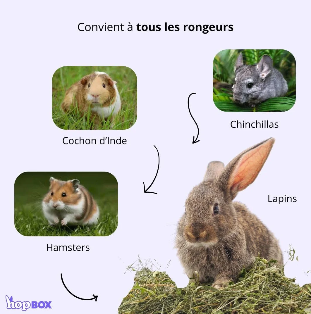 Foin de Crau AOP 1KG Mas de l’Aqueduc Nourriture Naturelle pour Lapin et Rongeur Riche en Fibres France