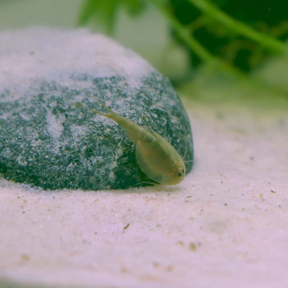 Triops longicaudatus rouge Œufs Élevage Cancer préhistorique Instructions français 50 œufs