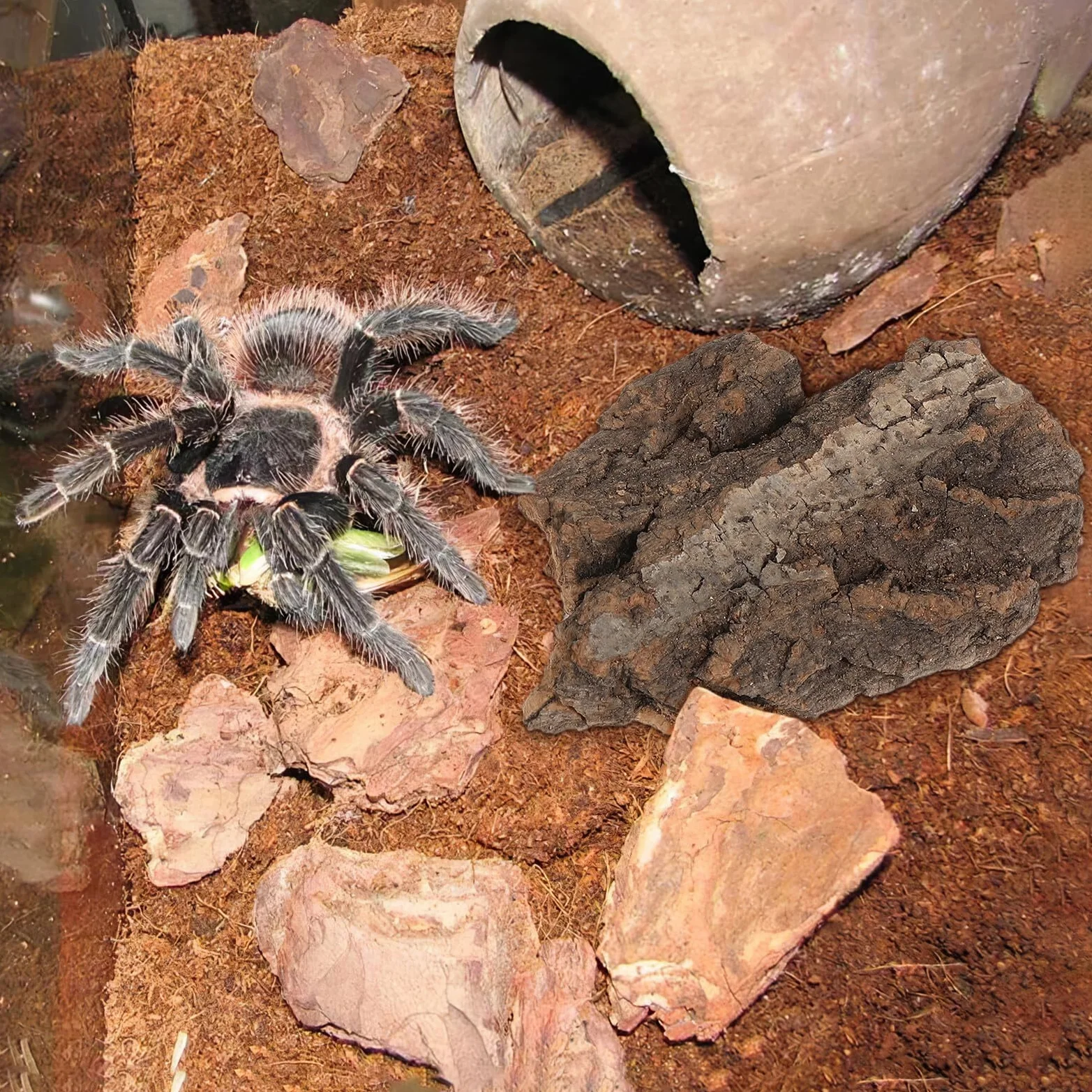 Lot de 4 plateformes d'escalade en bois naturel pour reptiles et tortues - Écorce d'arbre taille moyenne