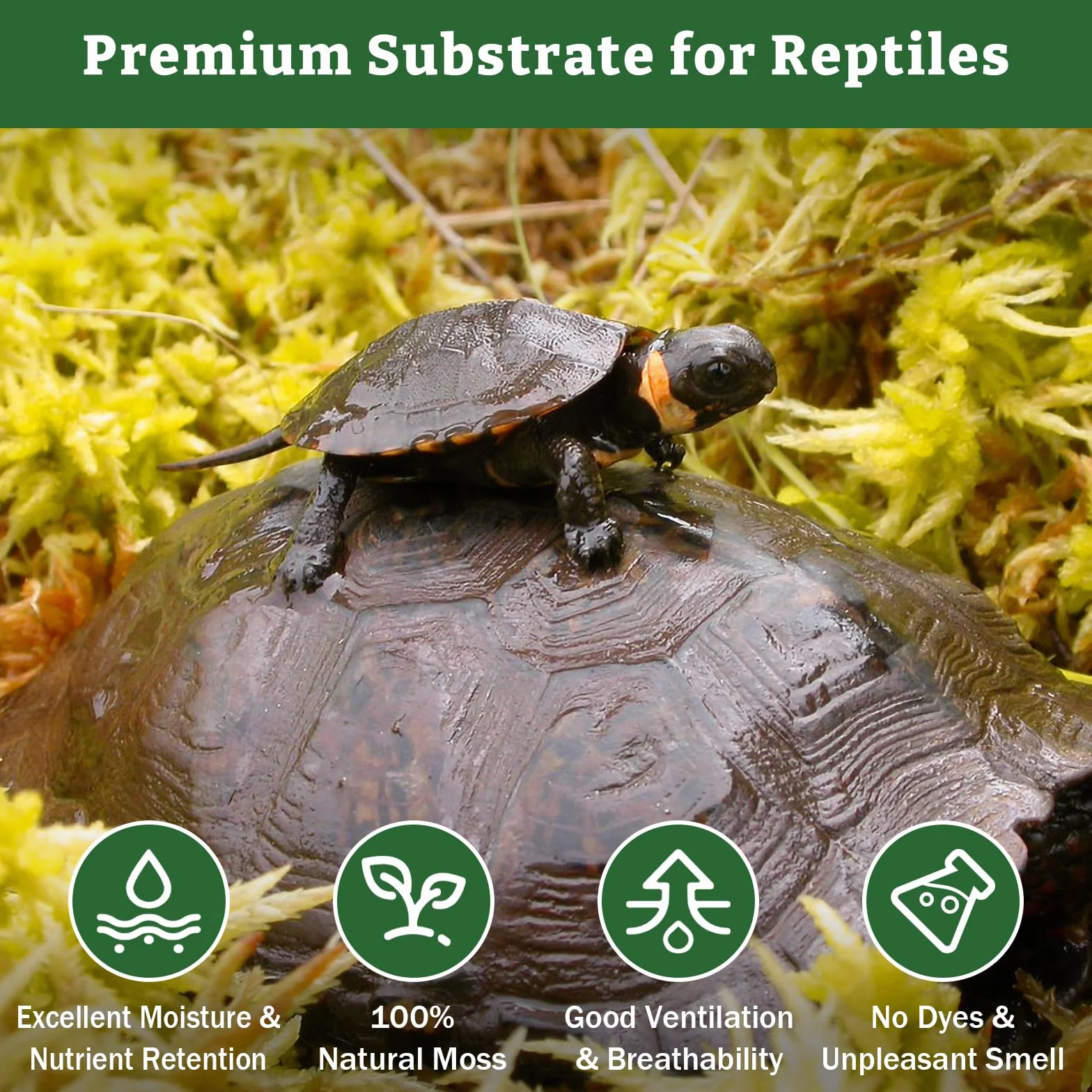Riare Mousse de Sphaigne pour Reptiles Naturelle Séchée, Litière en Tourbe (150g)