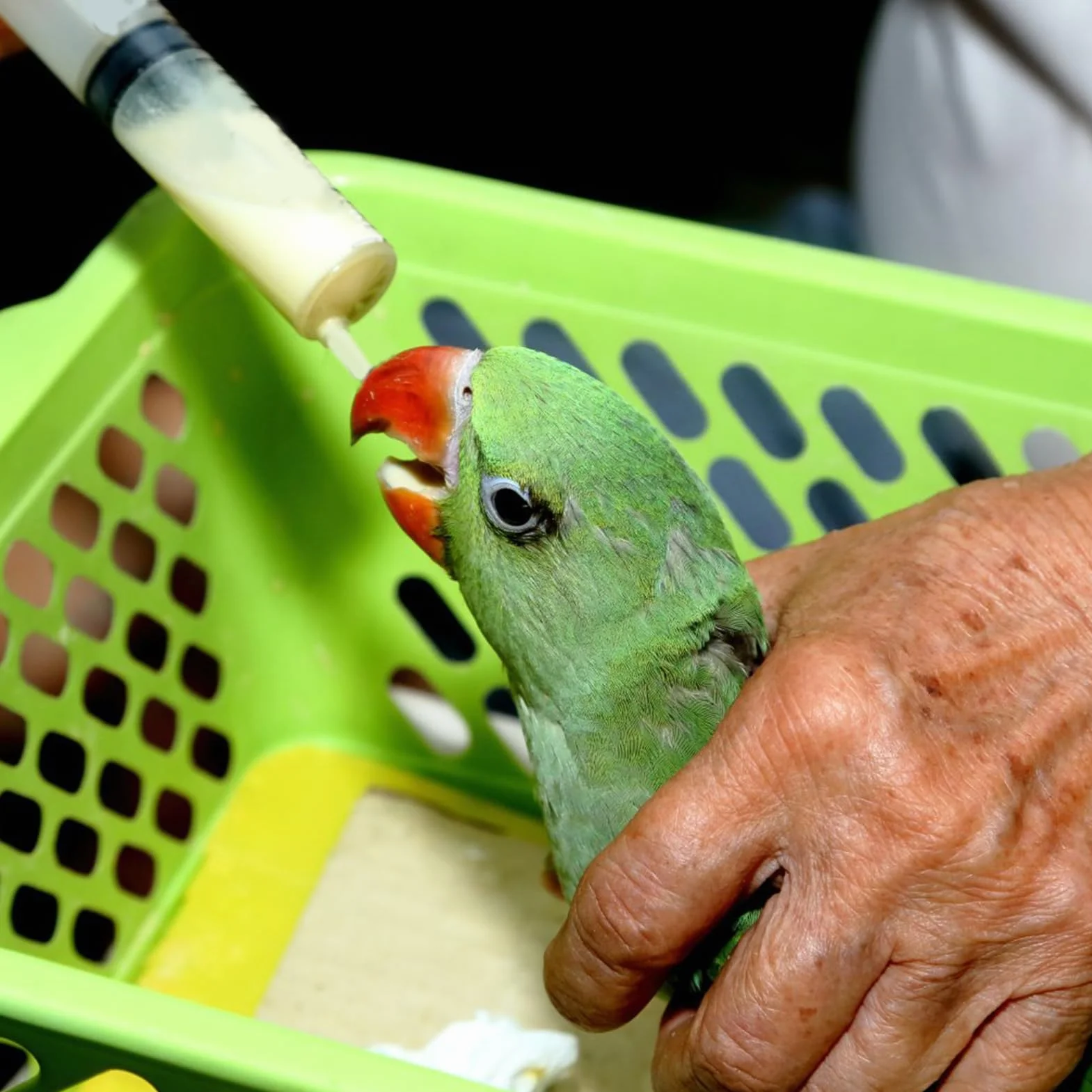 Sondes d'alimentation pour Oisillons, Seringue 10 ML, Bébé Oiseau, Tortue