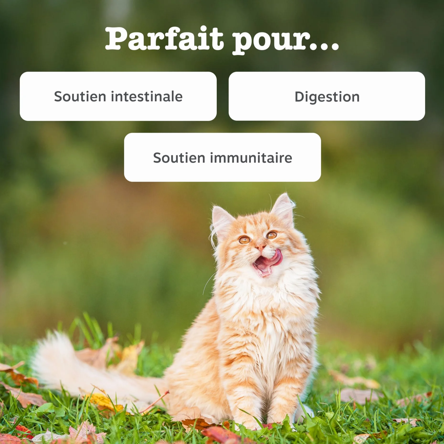 Zesty Paws Pâte Digestion Prébiotiques Chats 75g