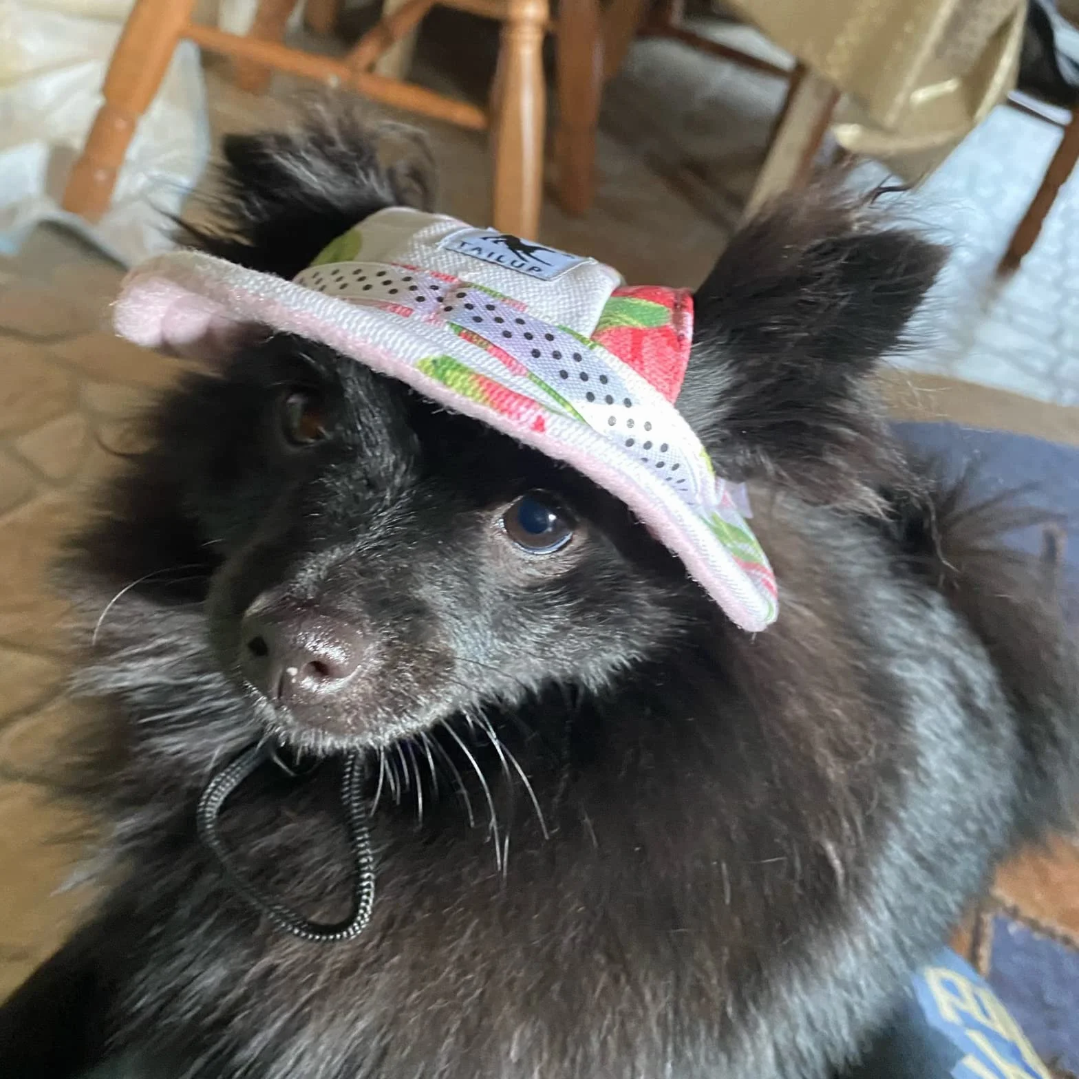 Chapeau de Soleil réglable pour Chien - Casquette de Baseball avec Trous d'oreille - Visière d'été pour Animaux de Compagnie - pour Sports de Plein air - Solaire pour Petits Chiens, Chiots, Chats